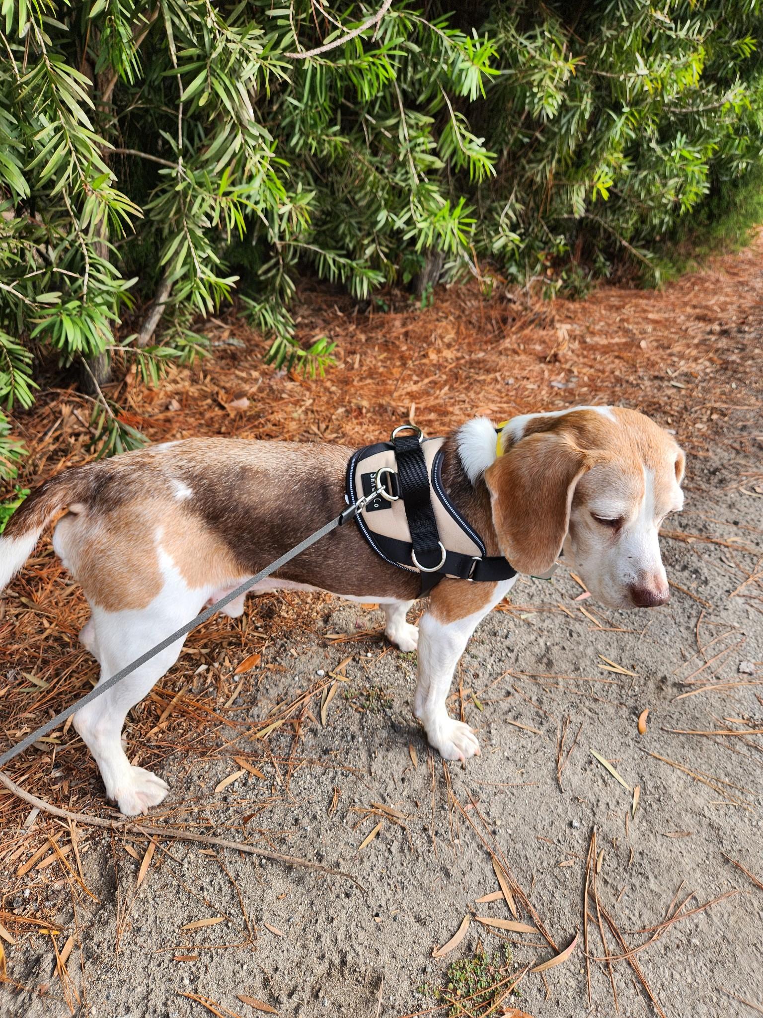 Copper, an adopted Beagle in Columbia, MO image 2/5