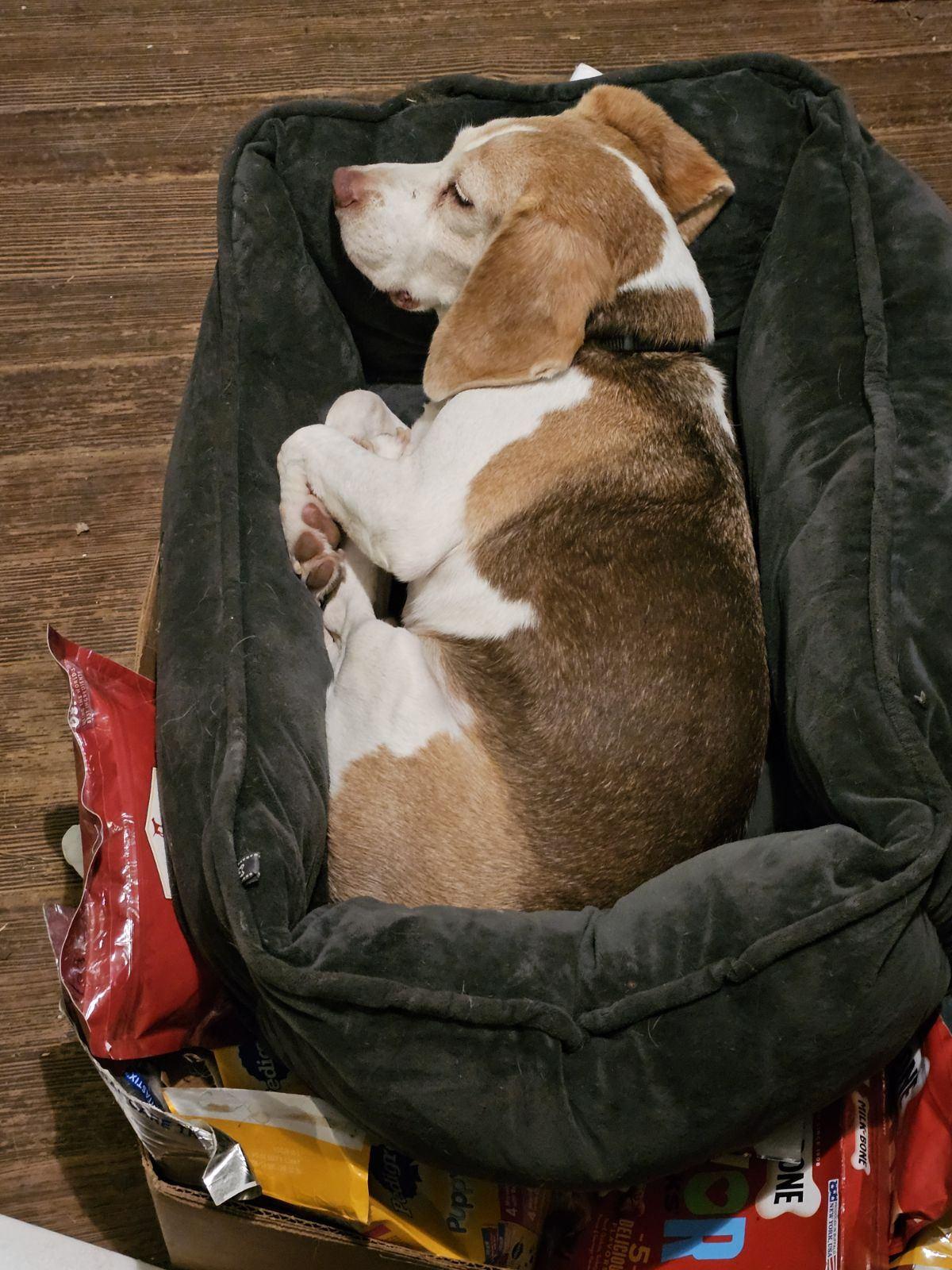 Copper, adopted, Senior Male Beagle.
