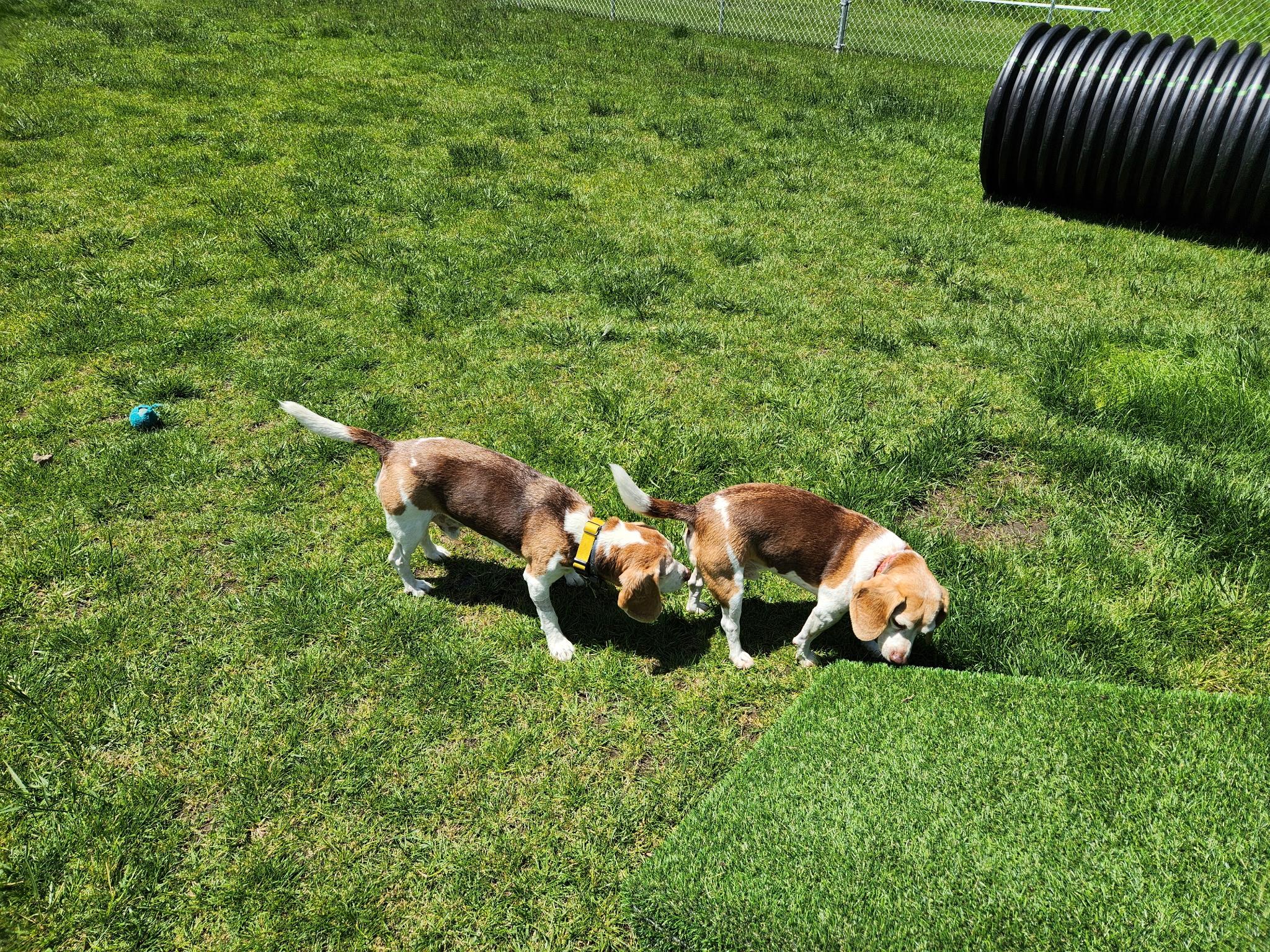 Copper, an adopted Beagle in Columbia, MO image 4/5