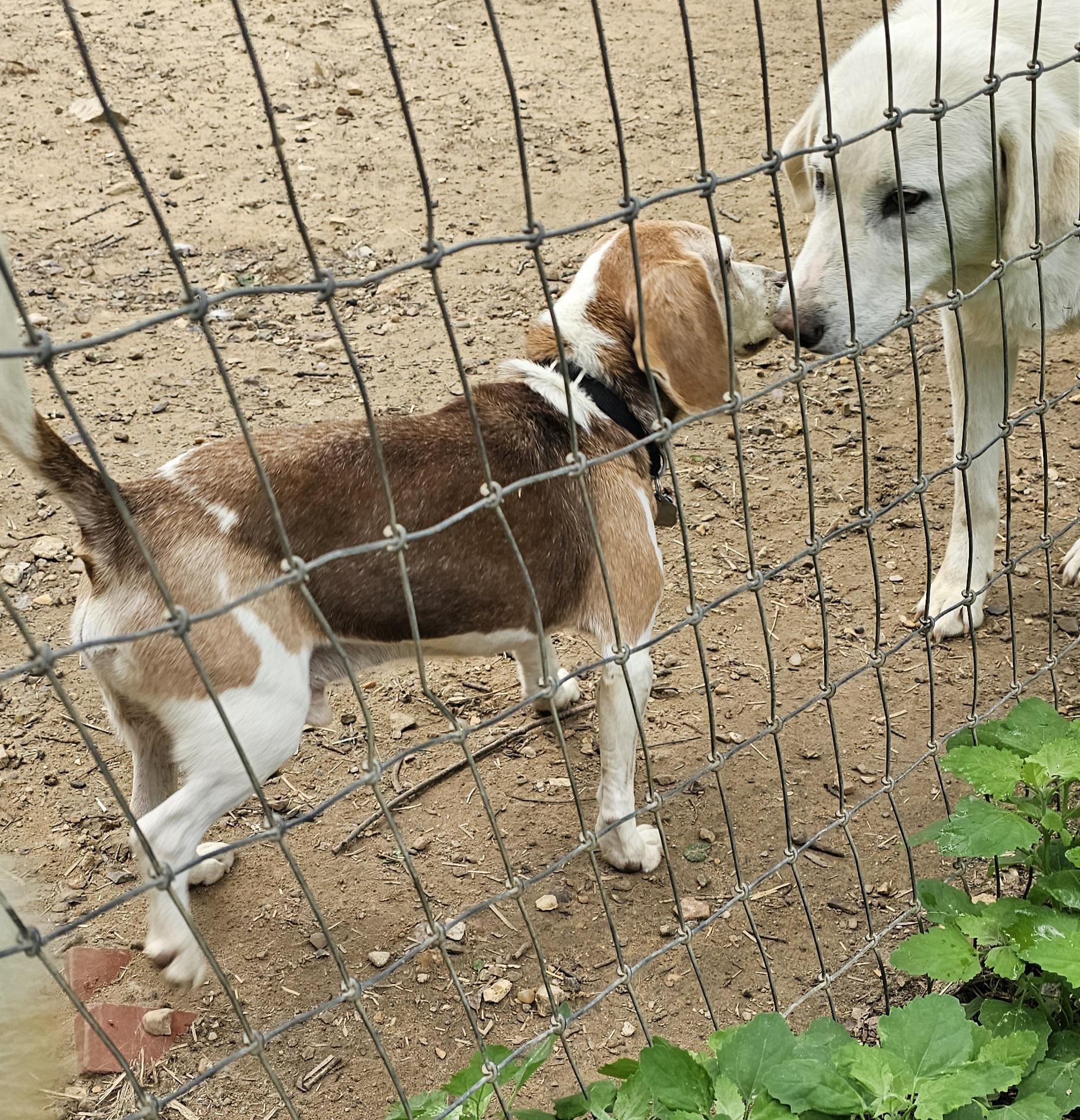 Copper, an adopted Beagle in Columbia, MO image 5/5