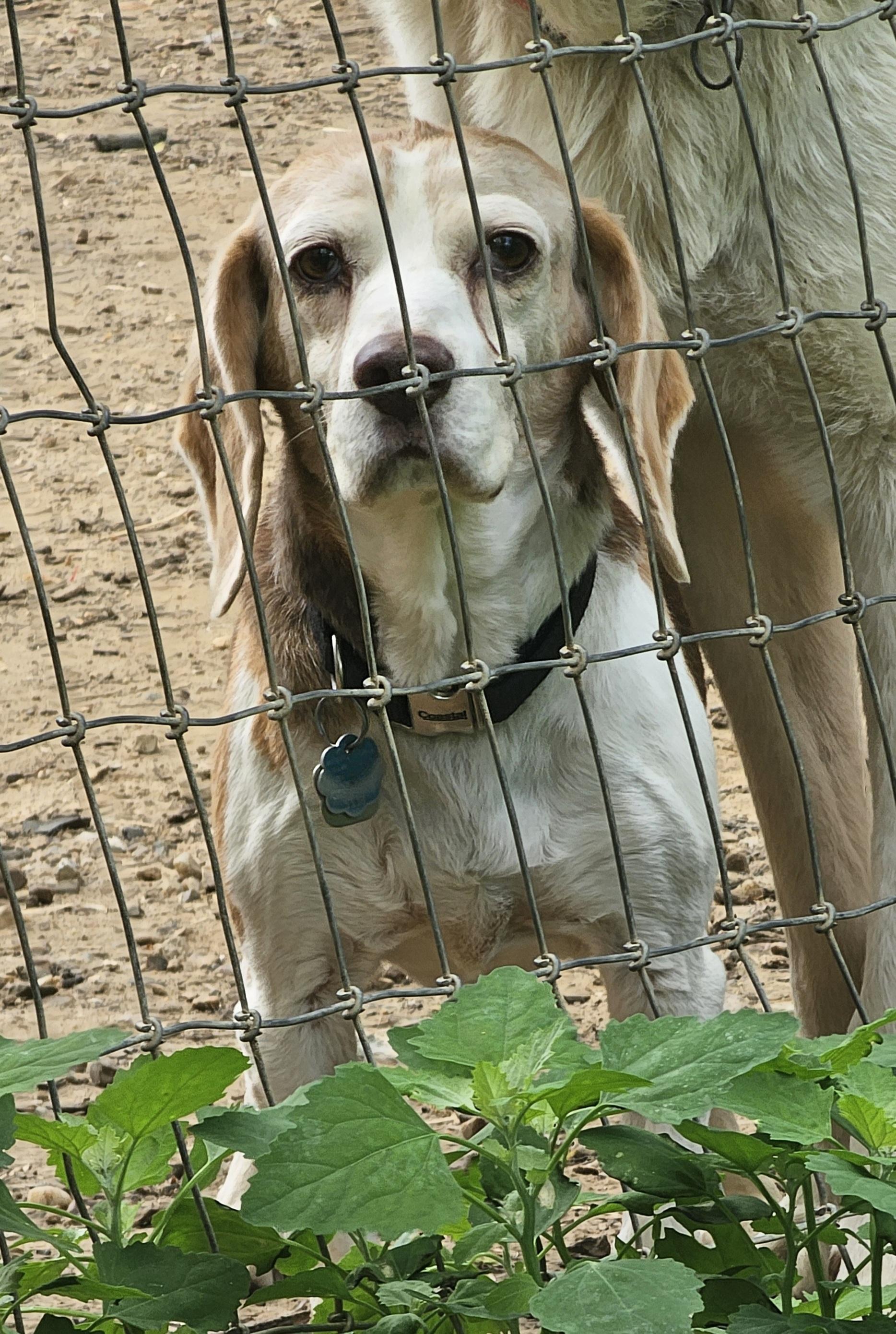 Copper, an adopted Beagle in Columbia, MO image 3/5