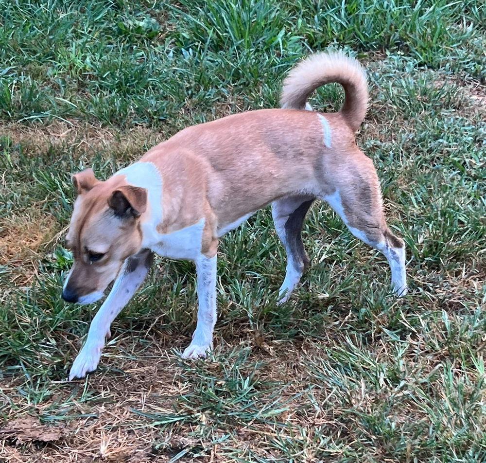 Enlarge Lucie*, a Adoptable Jack Russell Terrier in Columbia, TN image 1/3