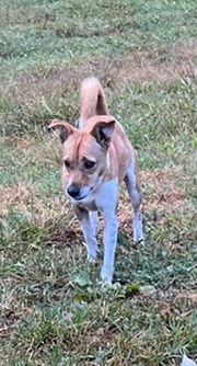 Enlarge Lucie*, a Adoptable Jack Russell Terrier in Columbia, TN image 2/3