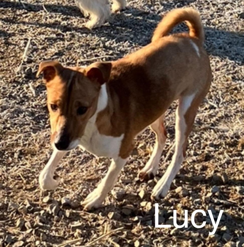 Enlarge Lucie*, a Adoptable Jack Russell Terrier in Columbia, TN image 3/3