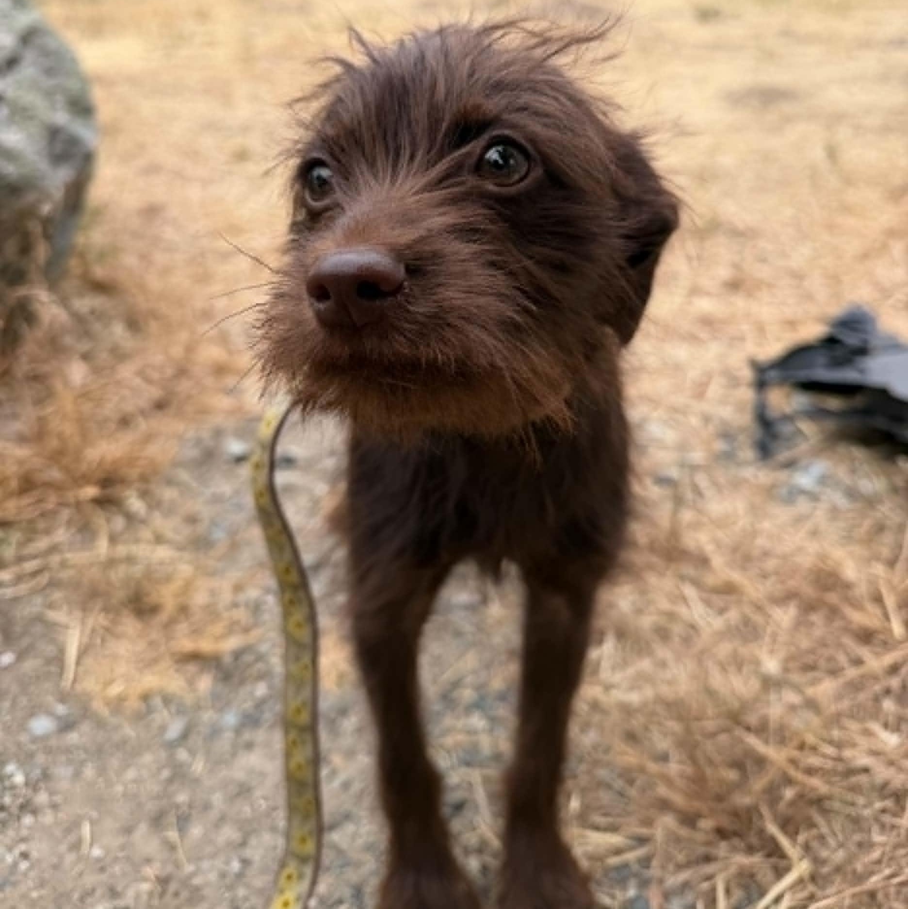 Ollie, an adopted mixed breed in Oroville, WA image 2/5