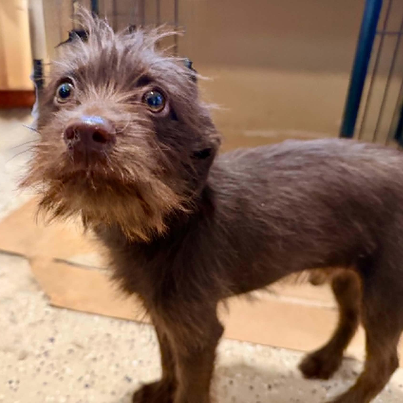 Ollie, adopted, Puppy Male Wire Fox Terrier & Dachshund.