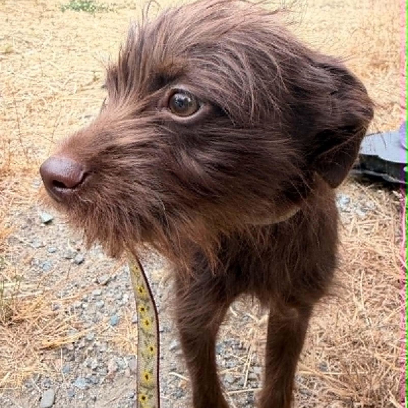 Ollie, an adopted mixed breed in Oroville, WA image 5/5