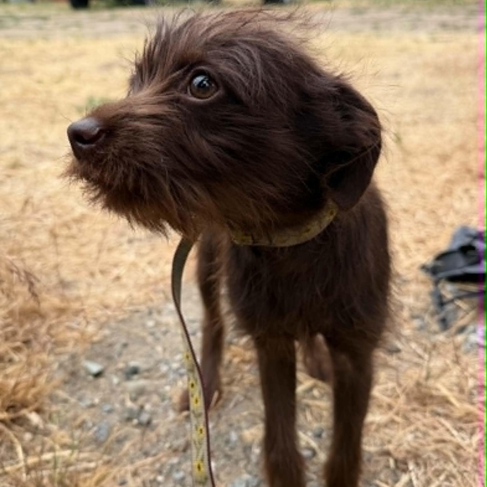 Ollie, an adopted mixed breed in Oroville, WA image 4/5