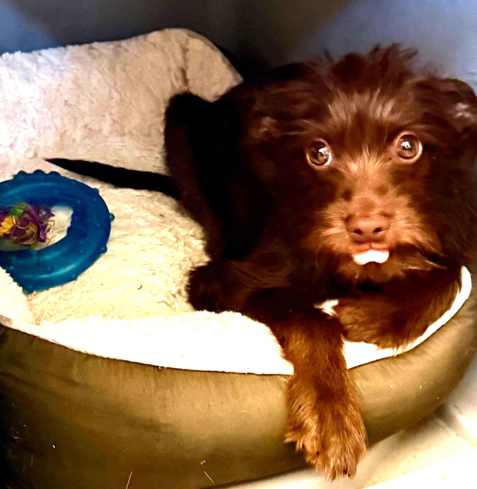 Ollie, an adopted mixed breed in Oroville, WA image 3/5