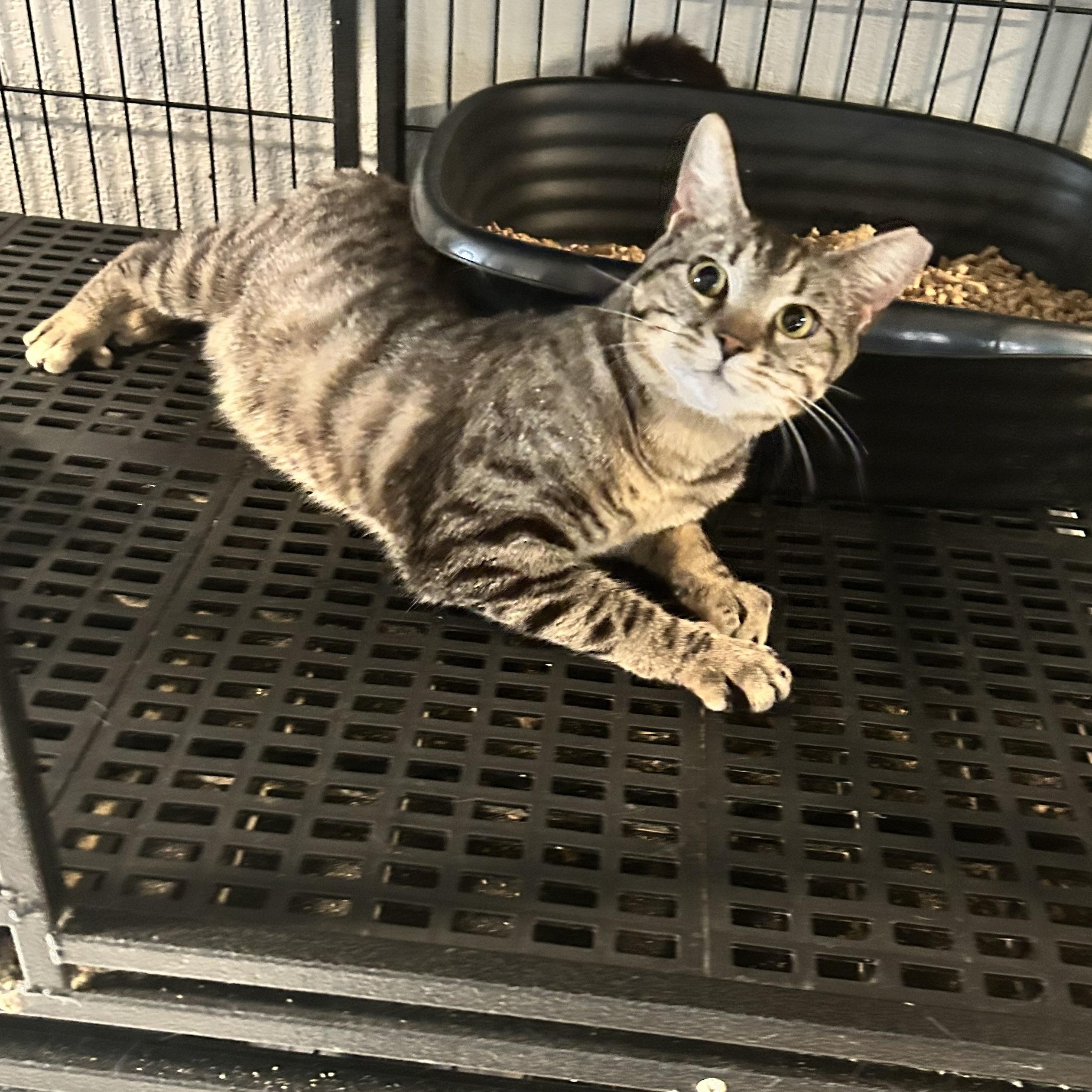 Paul, an adoptable Domestic Short Hair in Tulsa, OK, 74134 | Photo Image 4