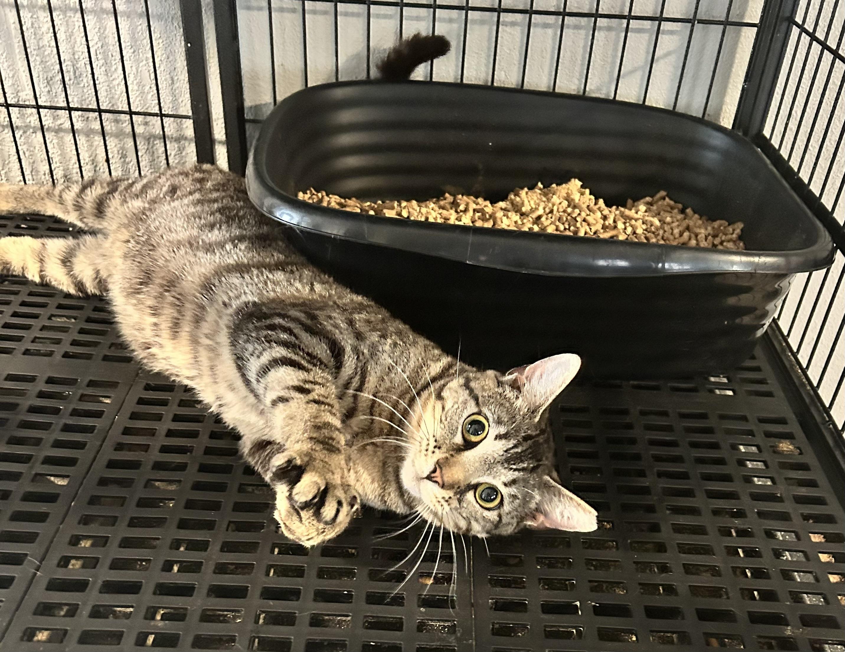 Paul, an adoptable Domestic Short Hair in Tulsa, OK, 74134 | Photo Image 5