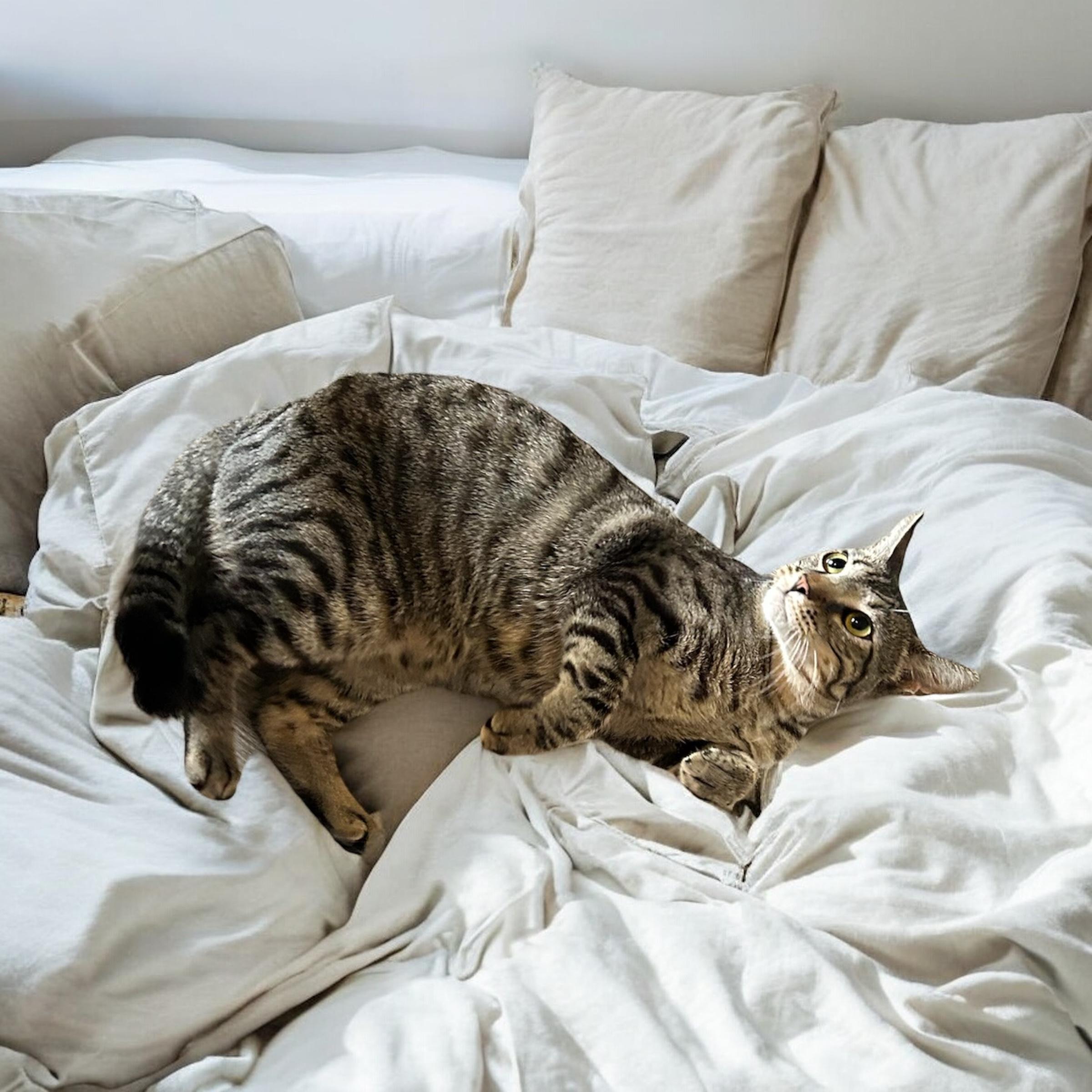 Paul, an adoptable Domestic Short Hair in Tulsa, OK, 74134 | Photo Image 3