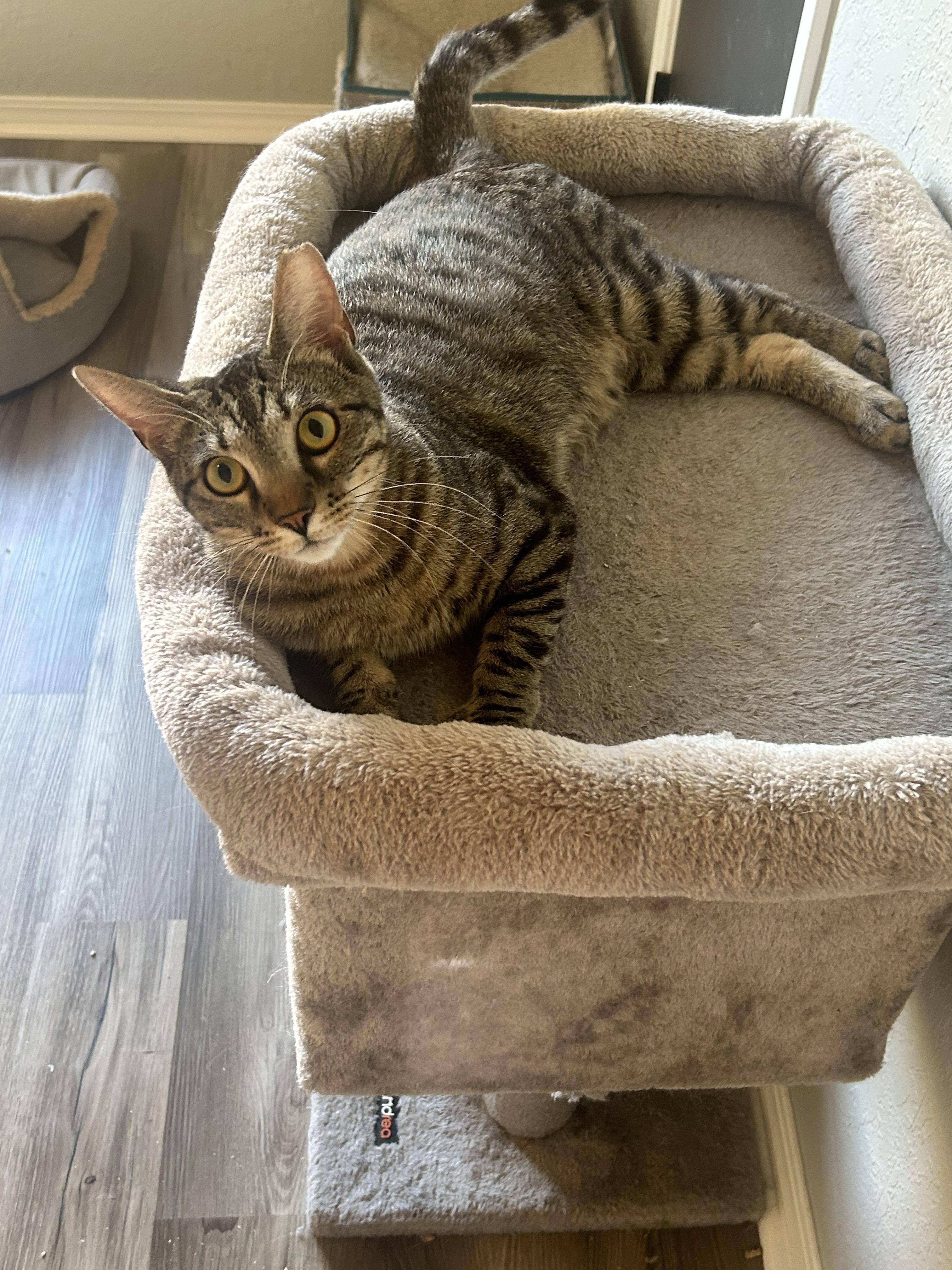 Paul, an adoptable Domestic Short Hair in Tulsa, OK, 74134 | Photo Image 1