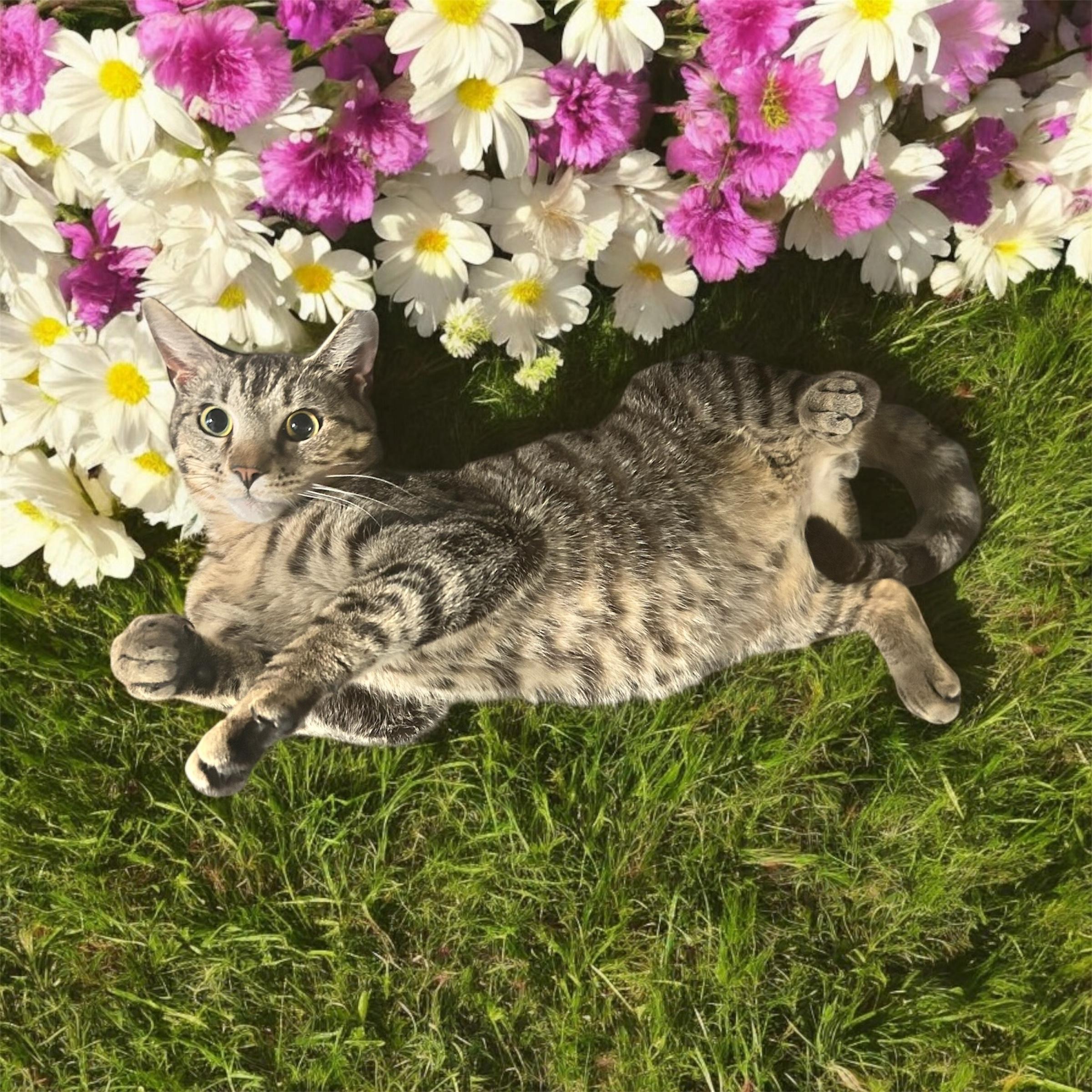 Paul, an adoptable Domestic Short Hair in Tulsa, OK, 74134 | Photo Image 2