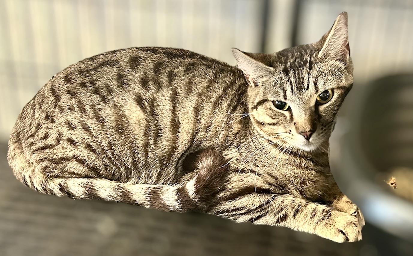 Paul, an adoptable Domestic Short Hair in Tulsa, OK, 74134 | Photo Image 6