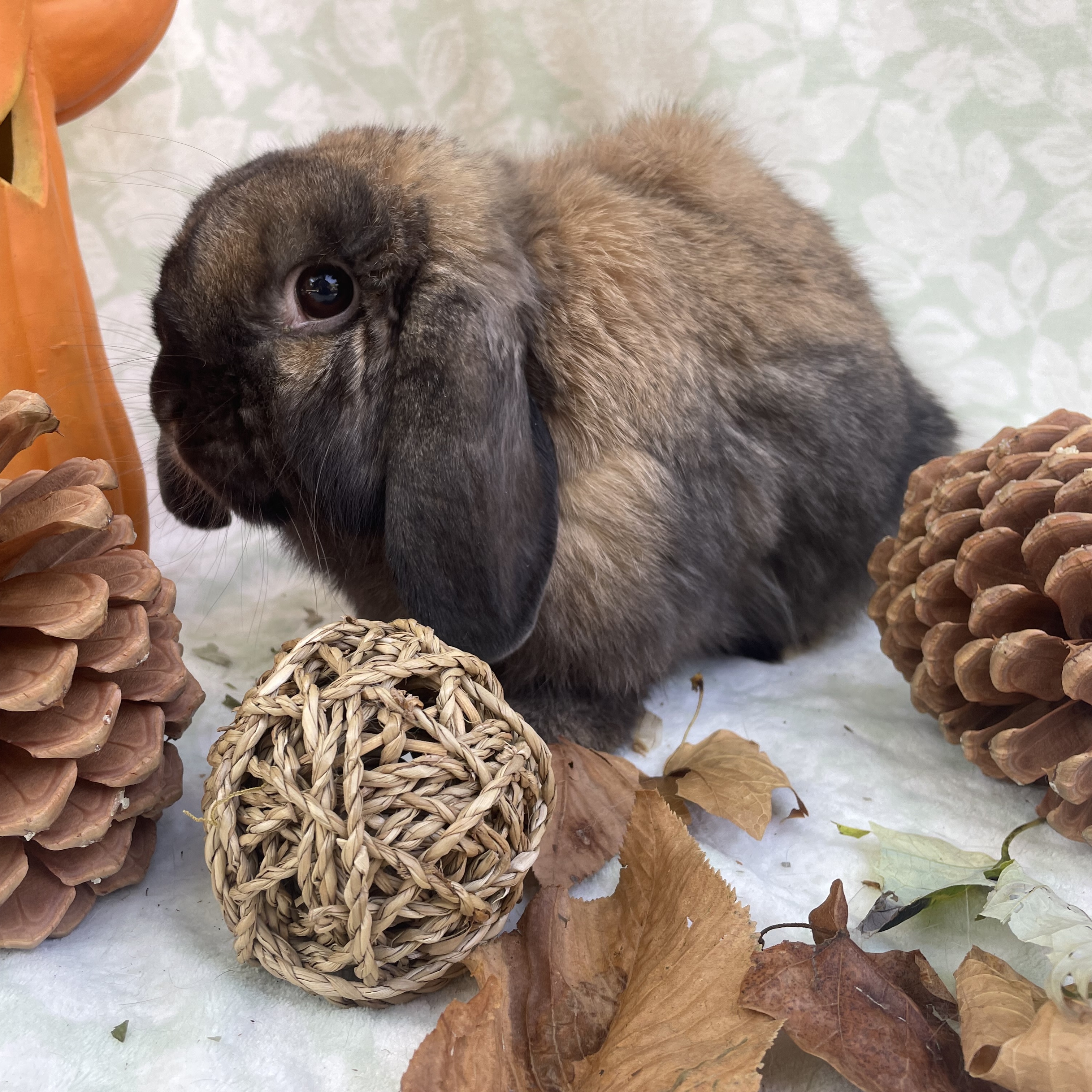 Louise, a Adopted Mini Lop in Indianapolis, IN image 2/6