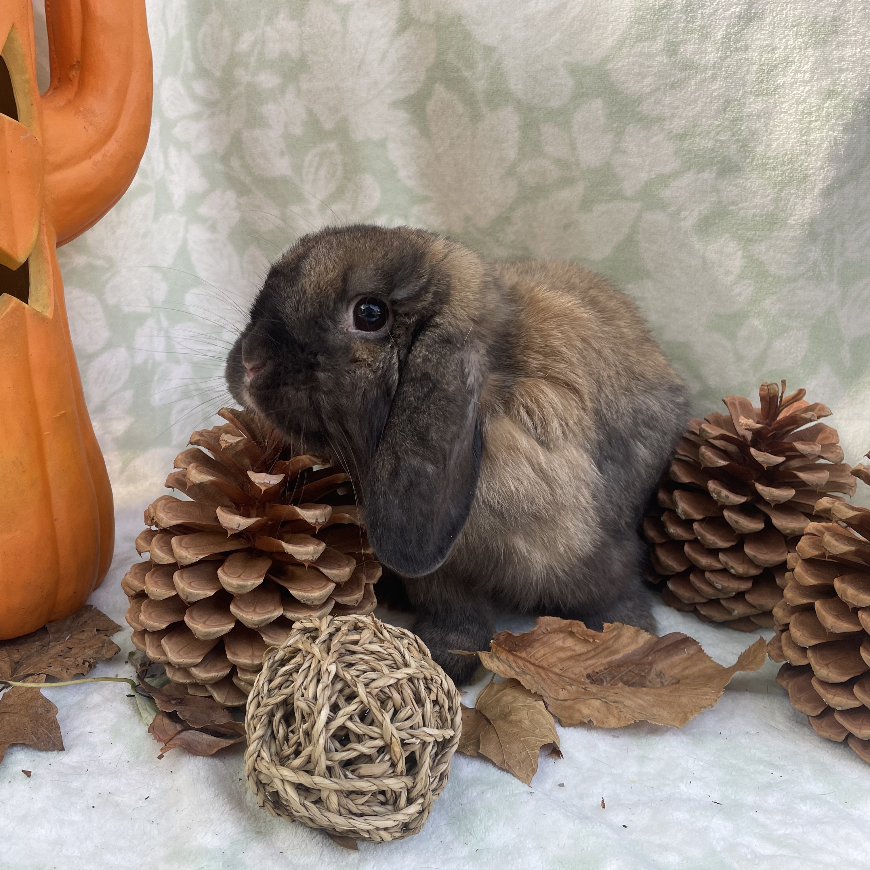 Louise, a Adopted Mini Lop in Indianapolis, IN image 3/6