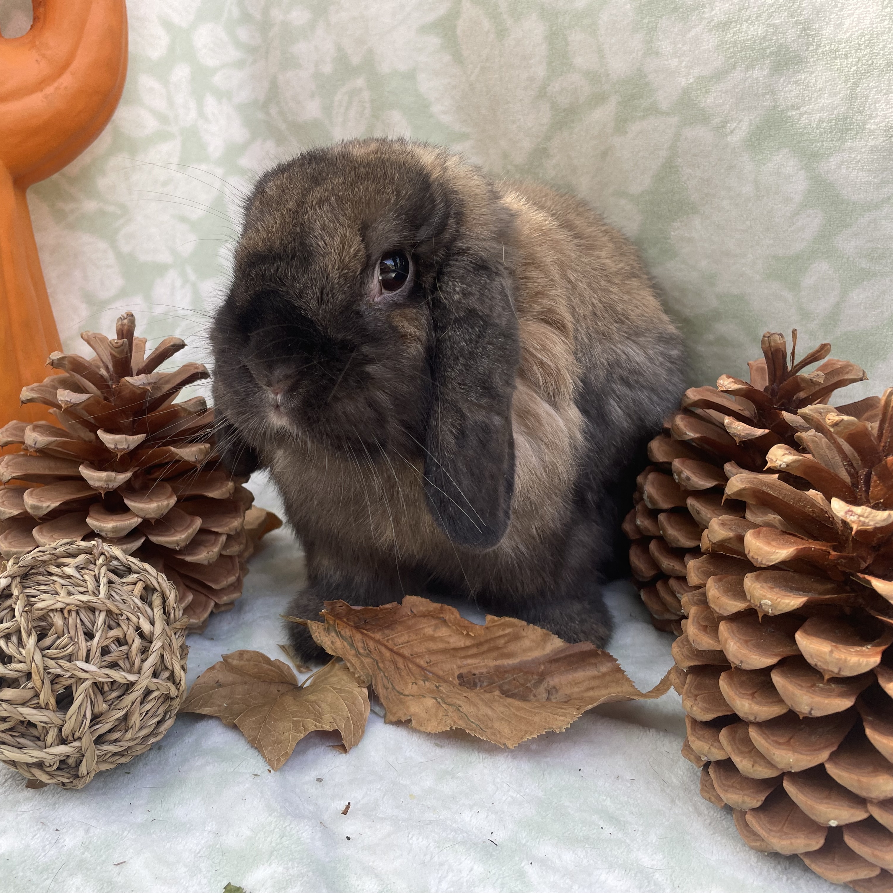 Louise, a Adopted Mini Lop in Indianapolis, IN image 5/6