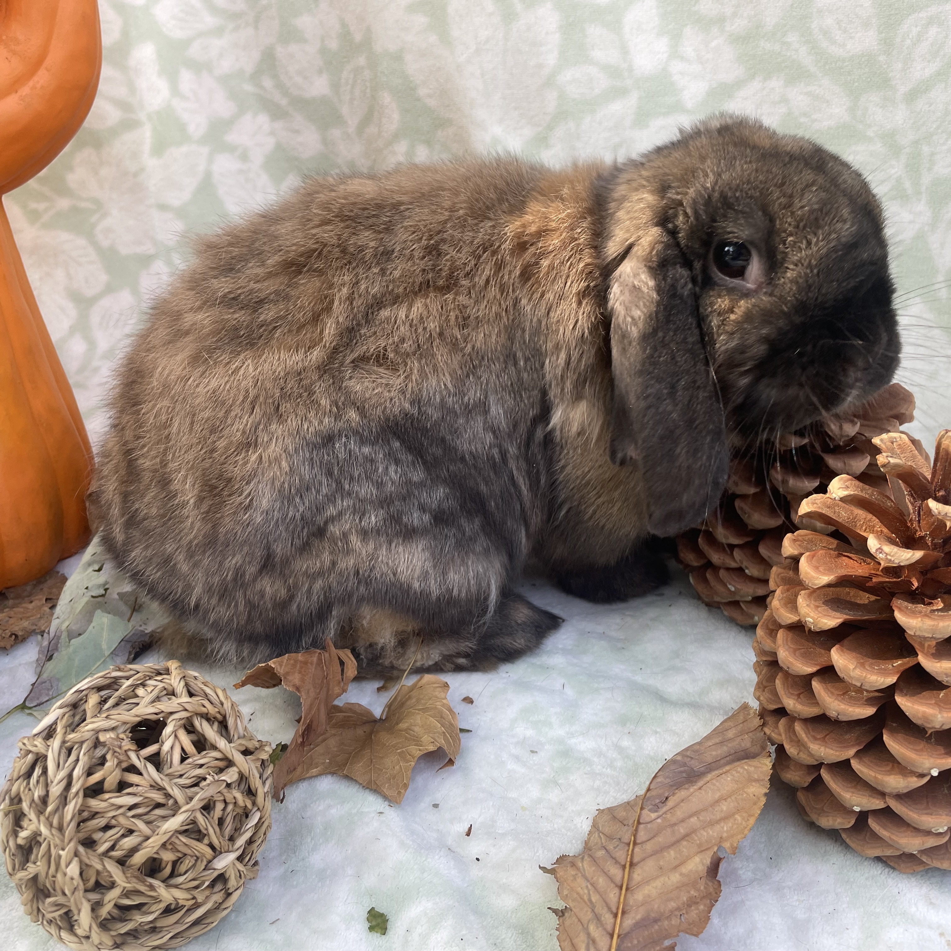 Louise, a Adopted Mini Lop in Indianapolis, IN image 4/6