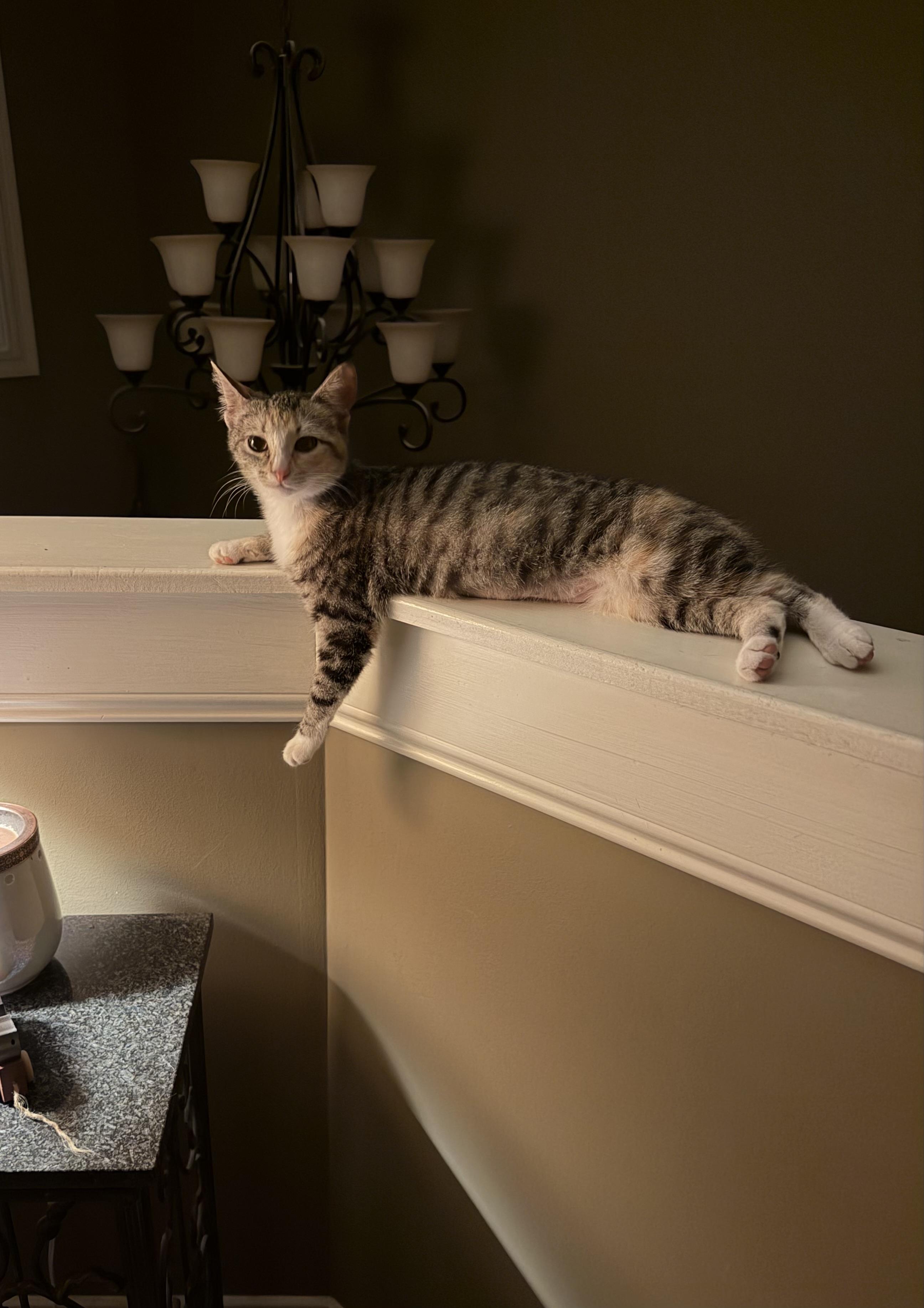 Enlarge Indy, an adopted Domestic Short Hair in Murfreesboro, TN image 5/5