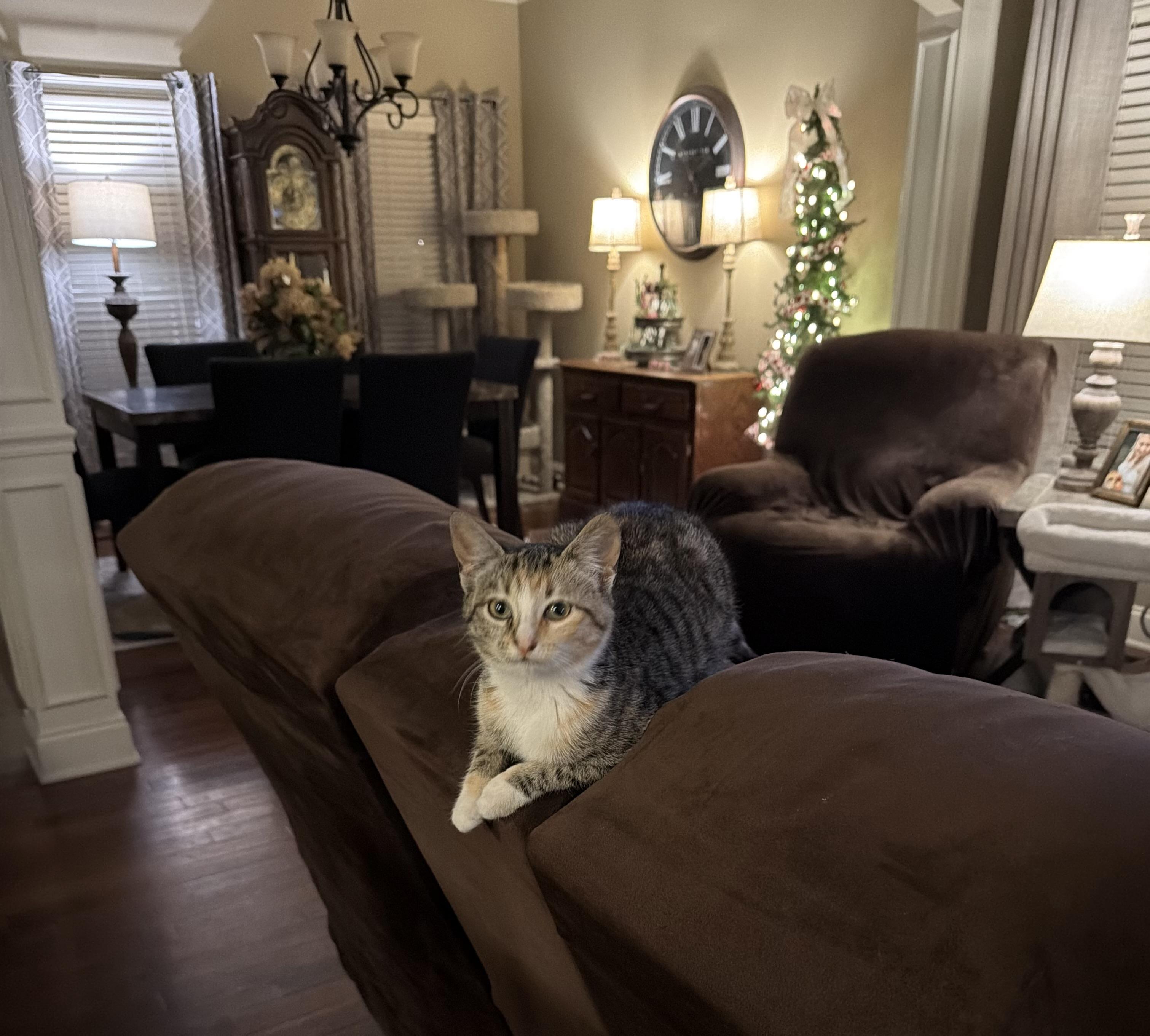 Enlarge Indy, an adopted Domestic Short Hair in Murfreesboro, TN image 3/5