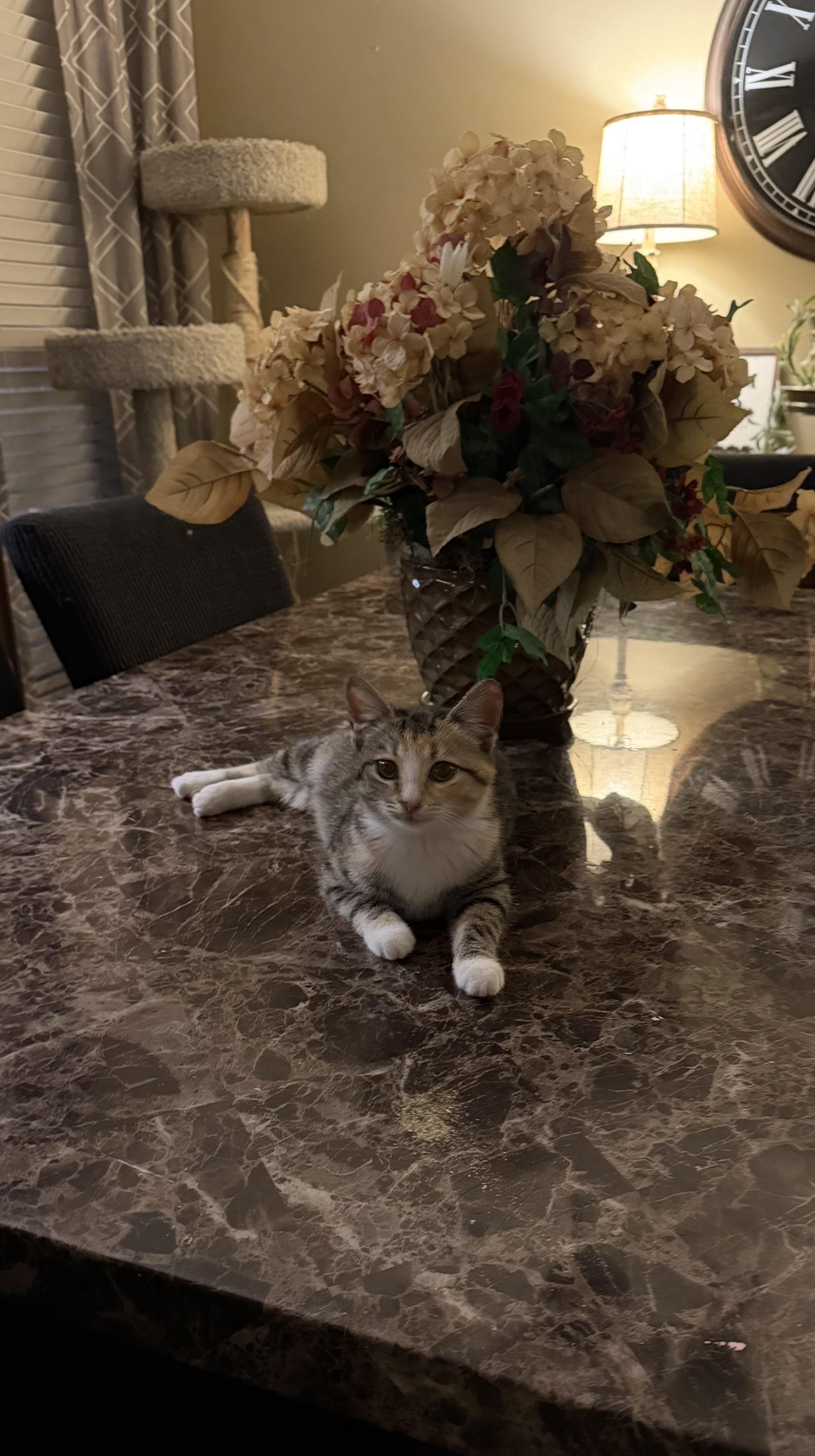 Enlarge Indy, an adopted Domestic Short Hair in Murfreesboro, TN image 4/5