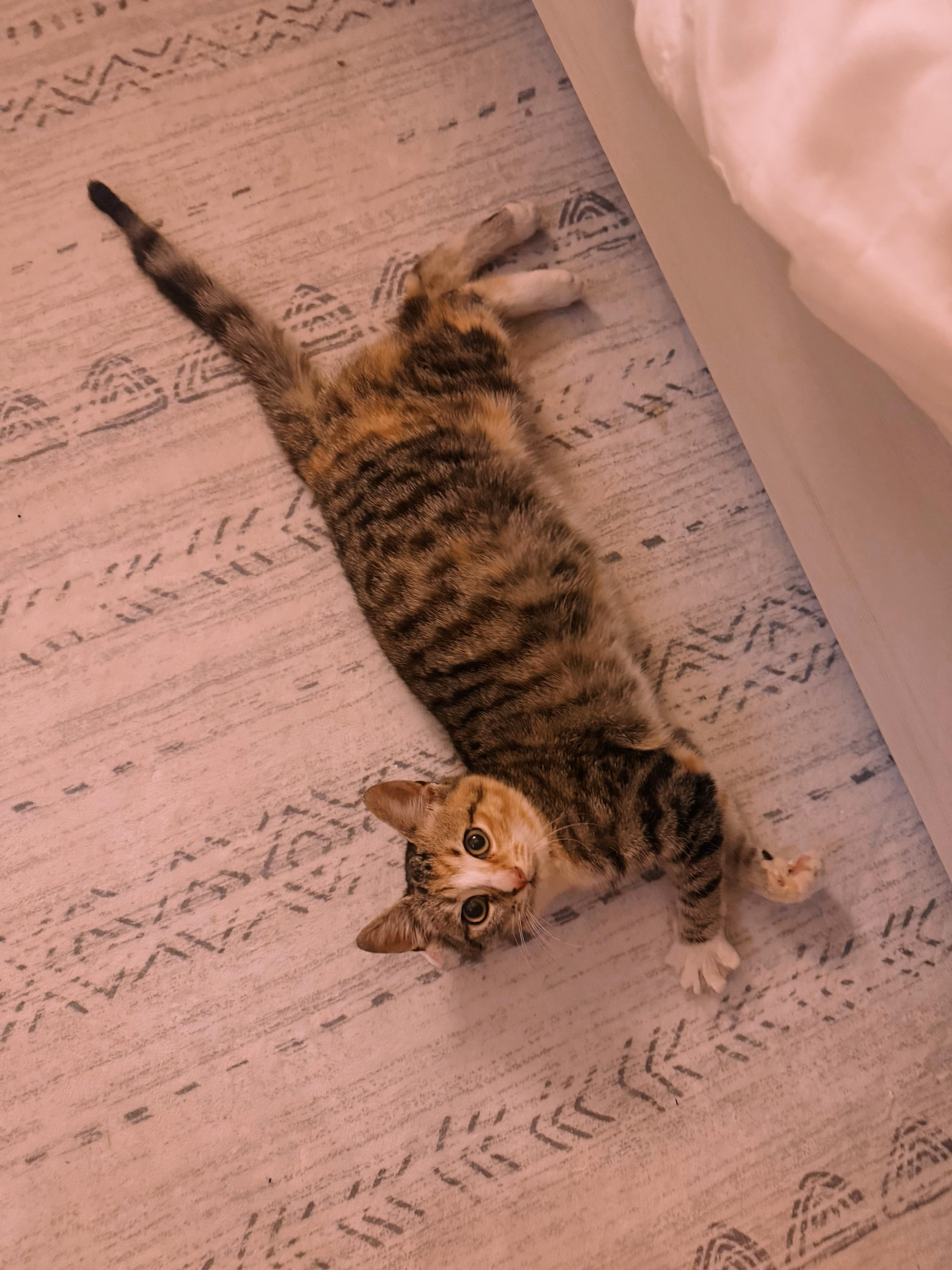 Enlarge Indy, an adopted Domestic Short Hair in Murfreesboro, TN image 2/5