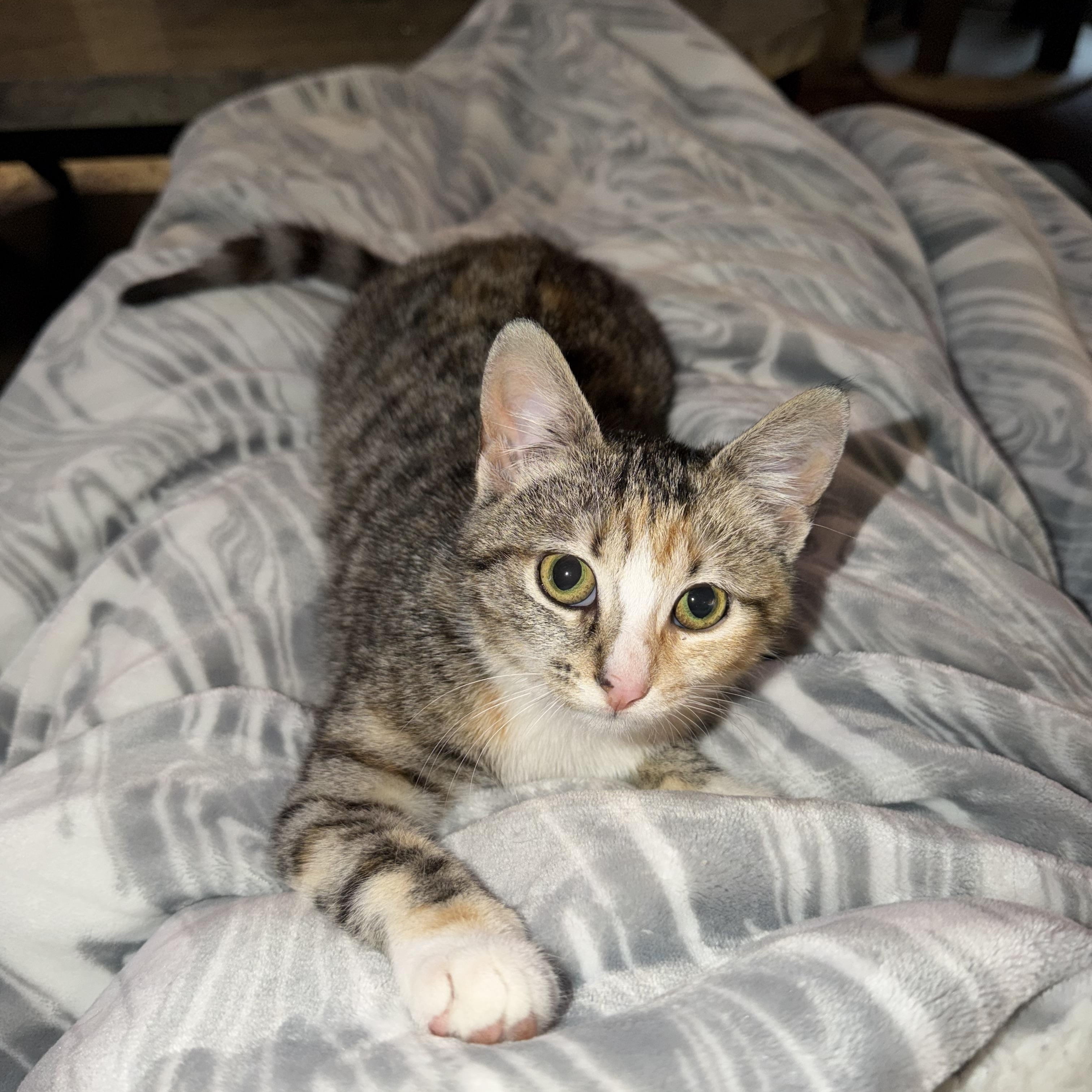 Indy, adopted, Kitten Female Domestic Short Hair.