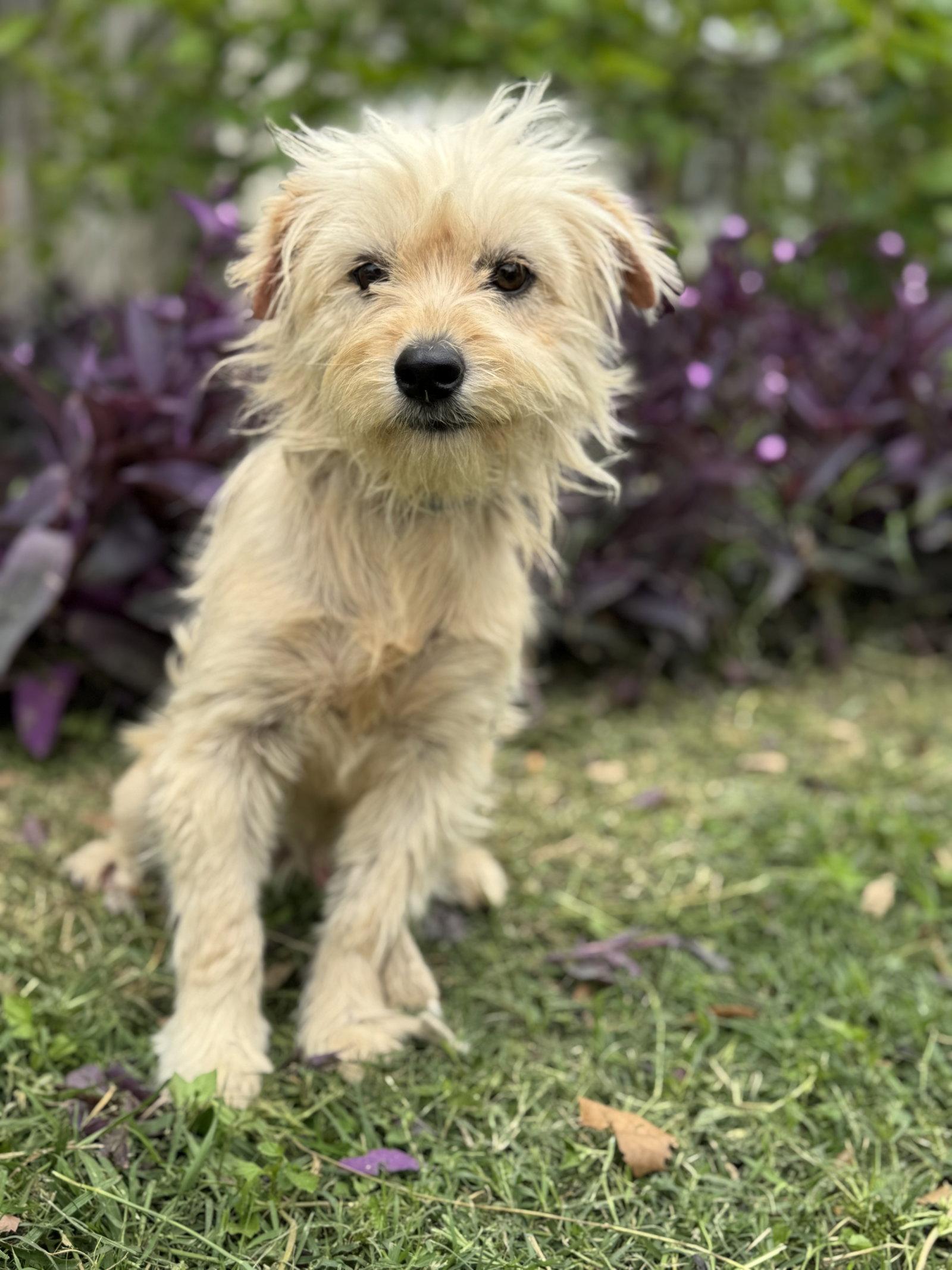 Jack, Adoptable, Adult Male Terrier.