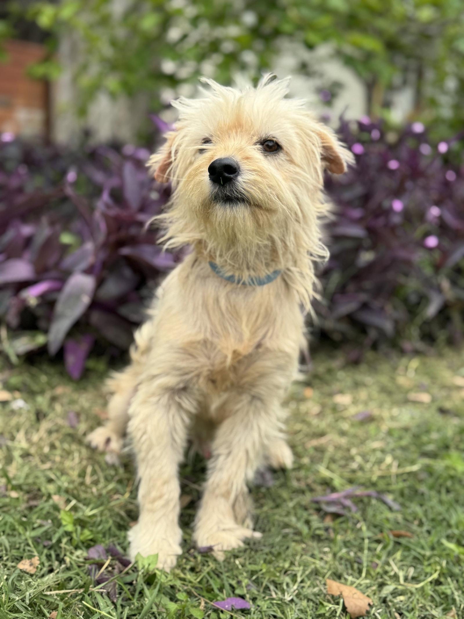 Jack, a Adoptable Terrier in Helotes, TX image 2/3