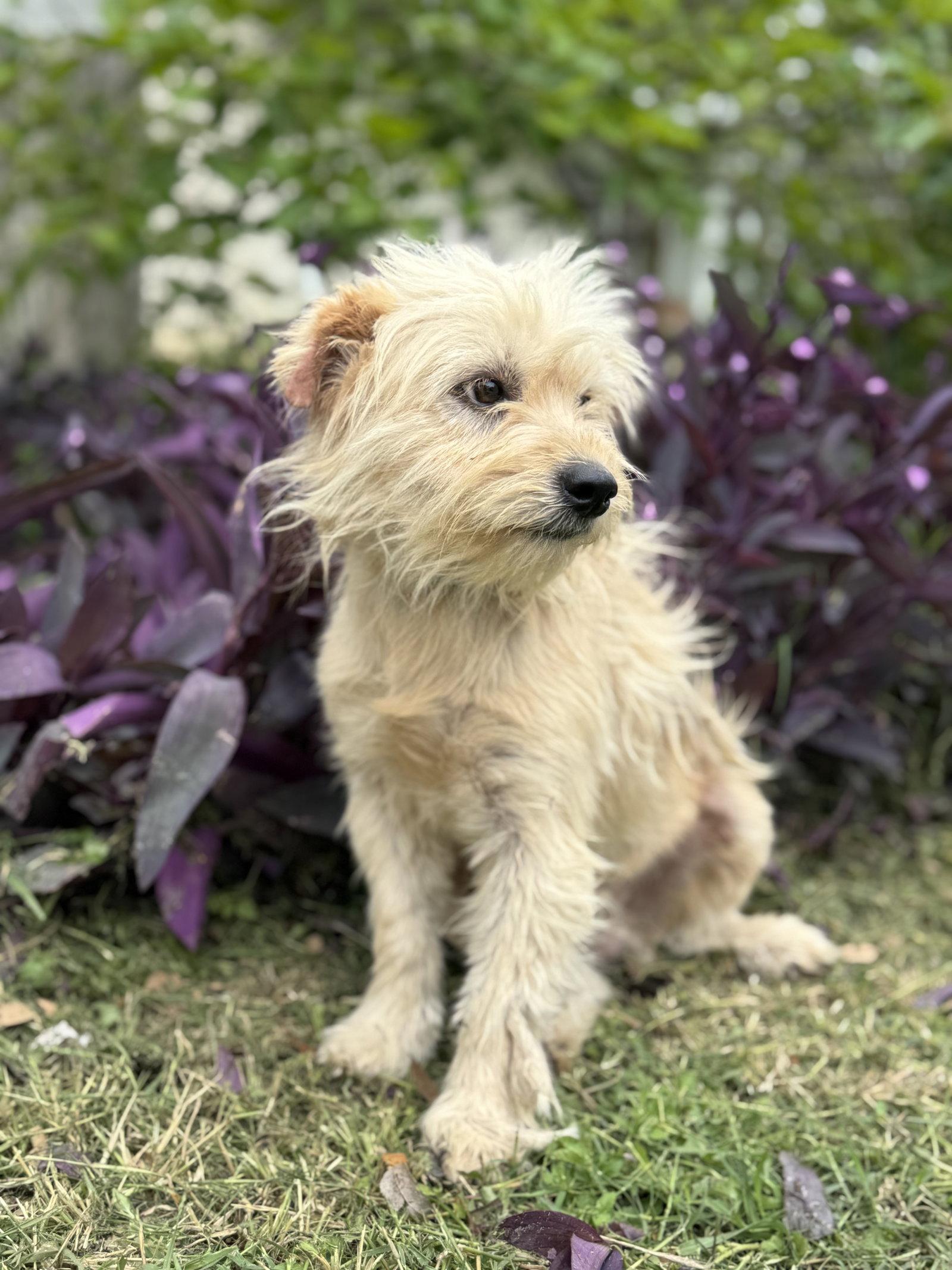 Jack, a Adoptable Terrier in Helotes, TX image 3/3