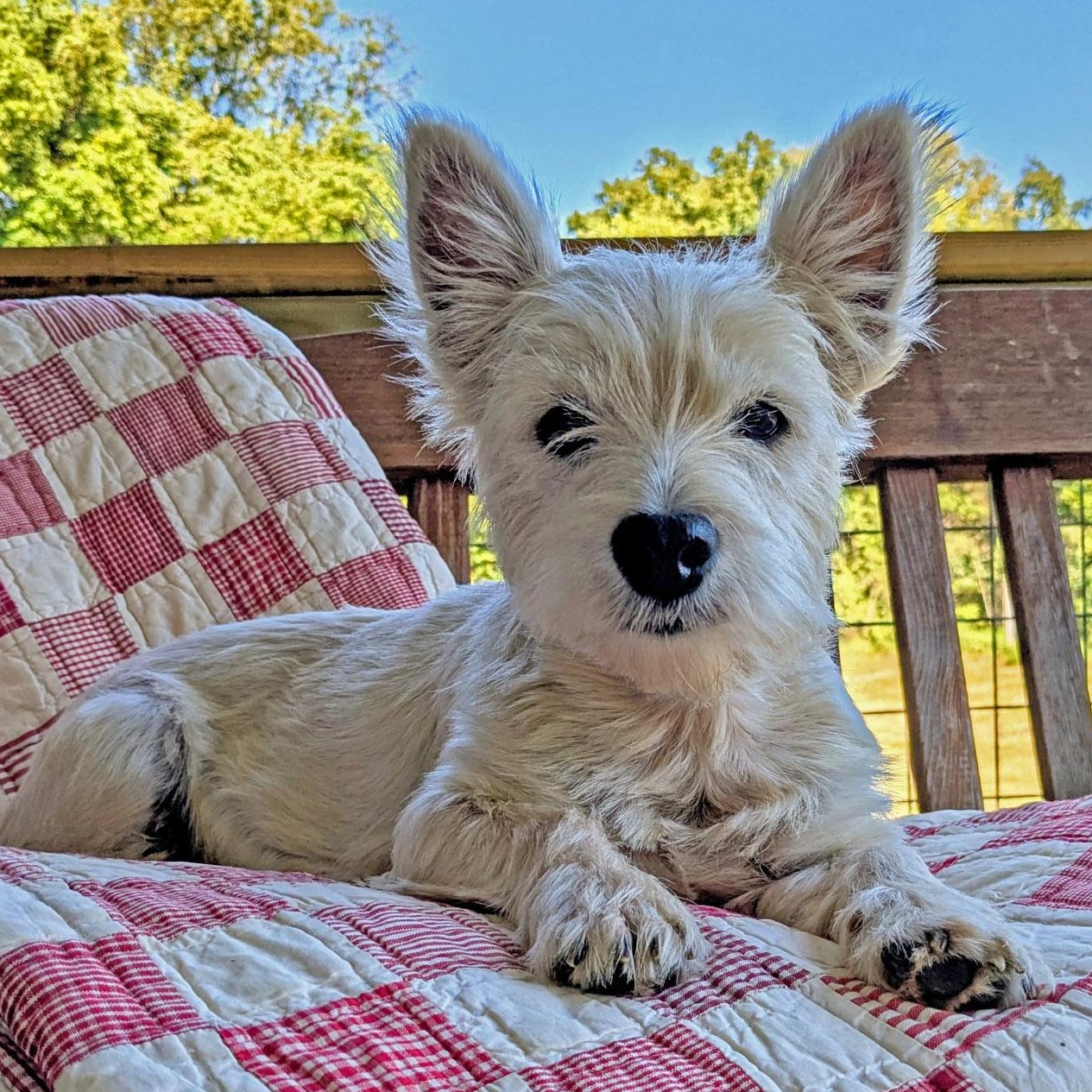 Sweet Carrara in Kentucky, Adoptable, Young Female West Highland White Terrier / Westie.