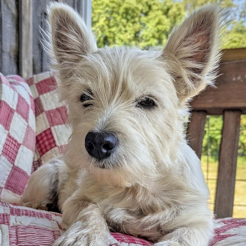 Enlarge Sweet Carrara in Kentucky, a Adoptable West Highland White Terrier / Westie in Munfordville, KY image 2/4