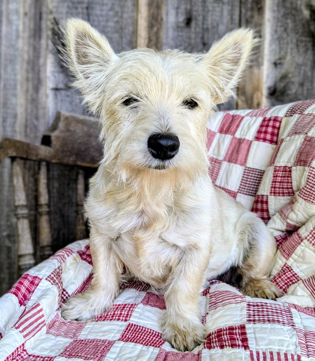Enlarge Sweet Carrara in Kentucky, a Adoptable West Highland White Terrier / Westie in Munfordville, KY image 3/4