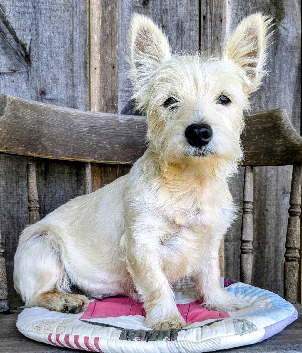 Enlarge Sweet Carrara in Kentucky, a Adoptable West Highland White Terrier / Westie in Munfordville, KY image 4/4
