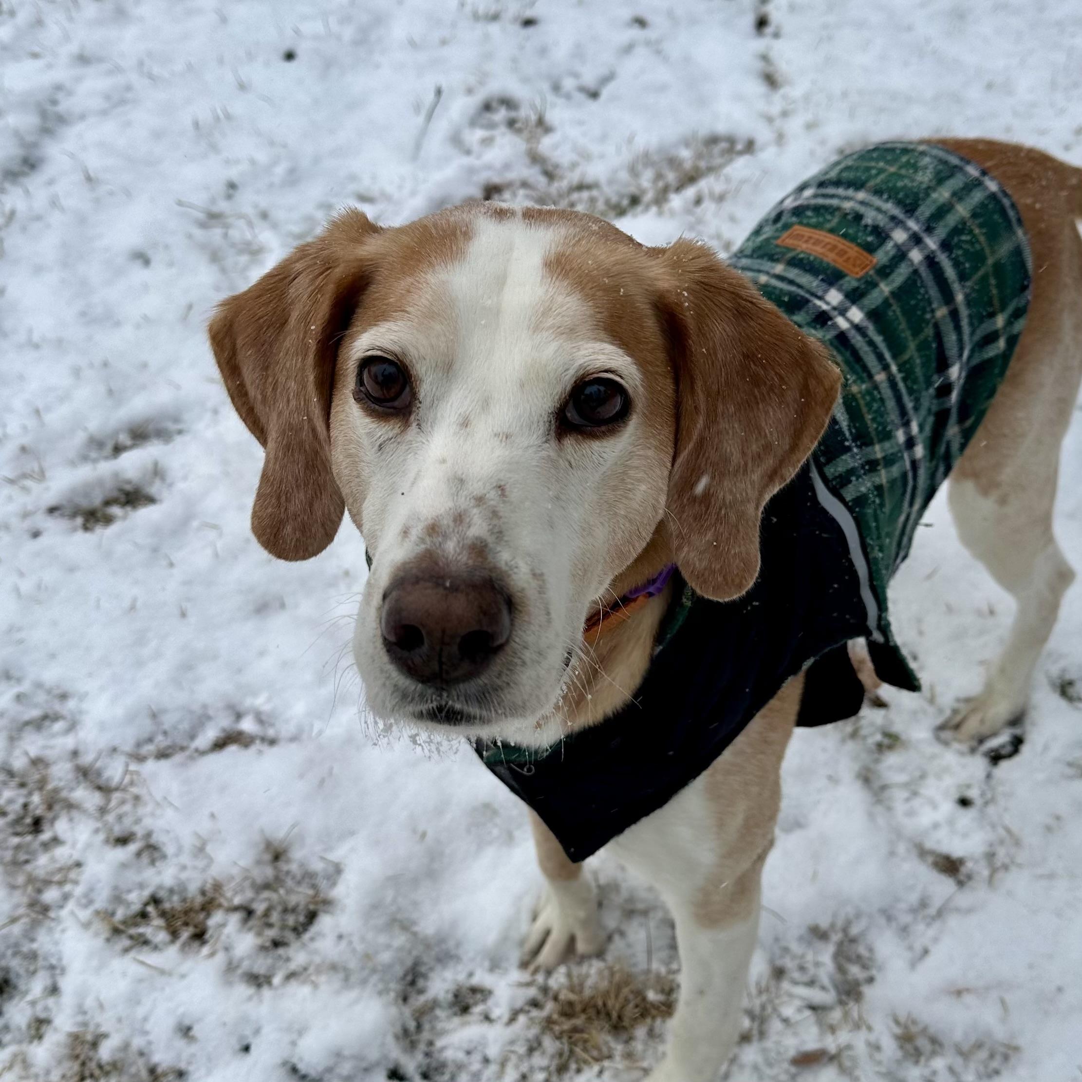 Jackson — thumbnail 3