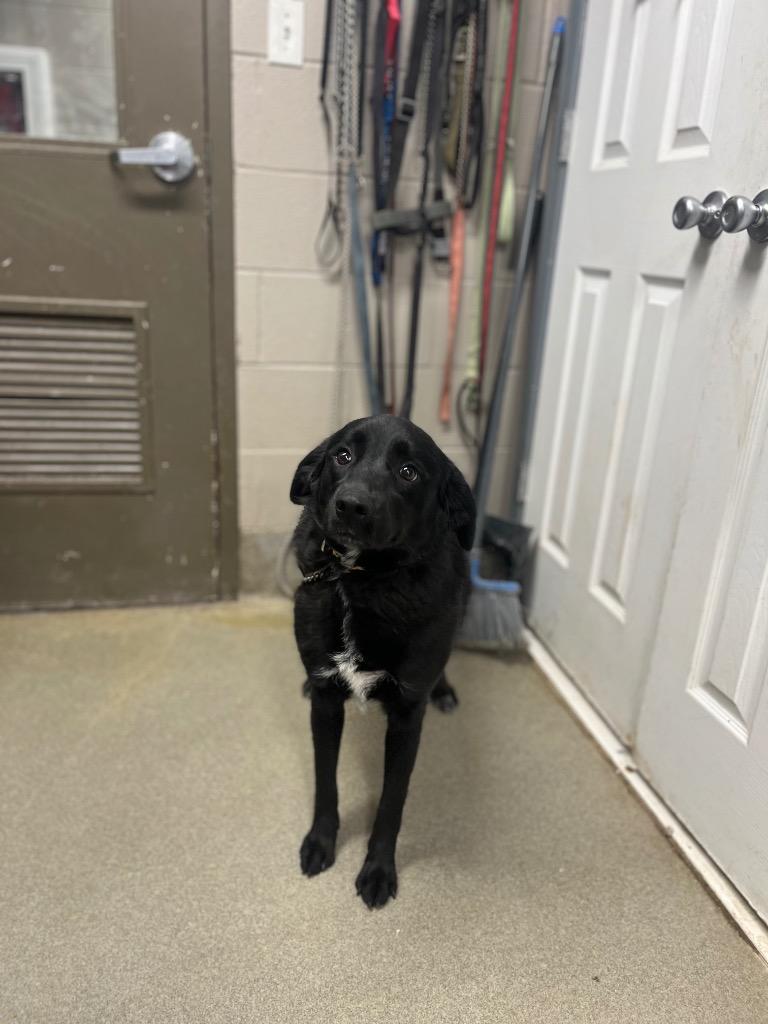 Popcorn/Luna, Adoptable, Young Female Labrador Retriever.
