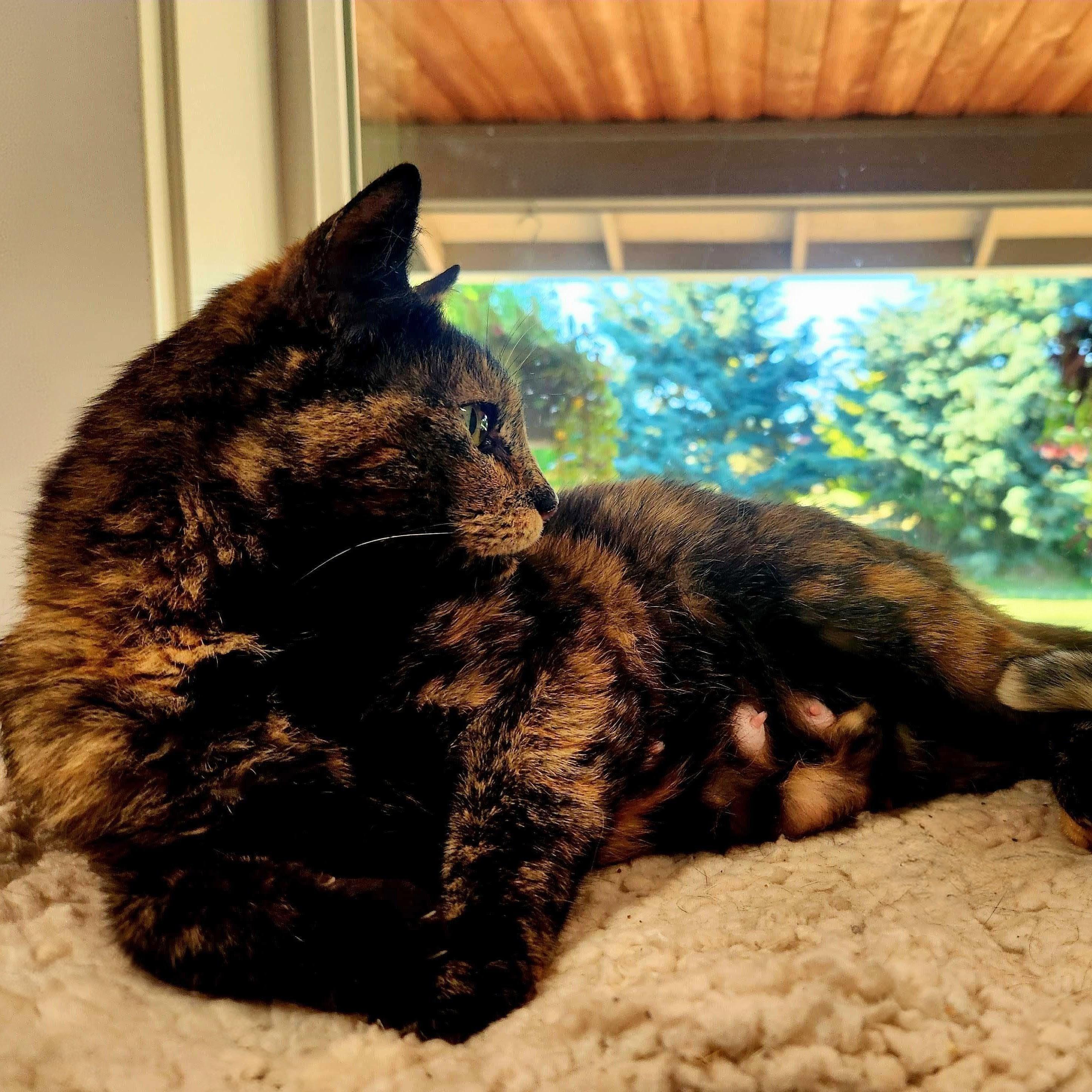 Amber, Adoptable, Kitten Female Domestic Short Hair.