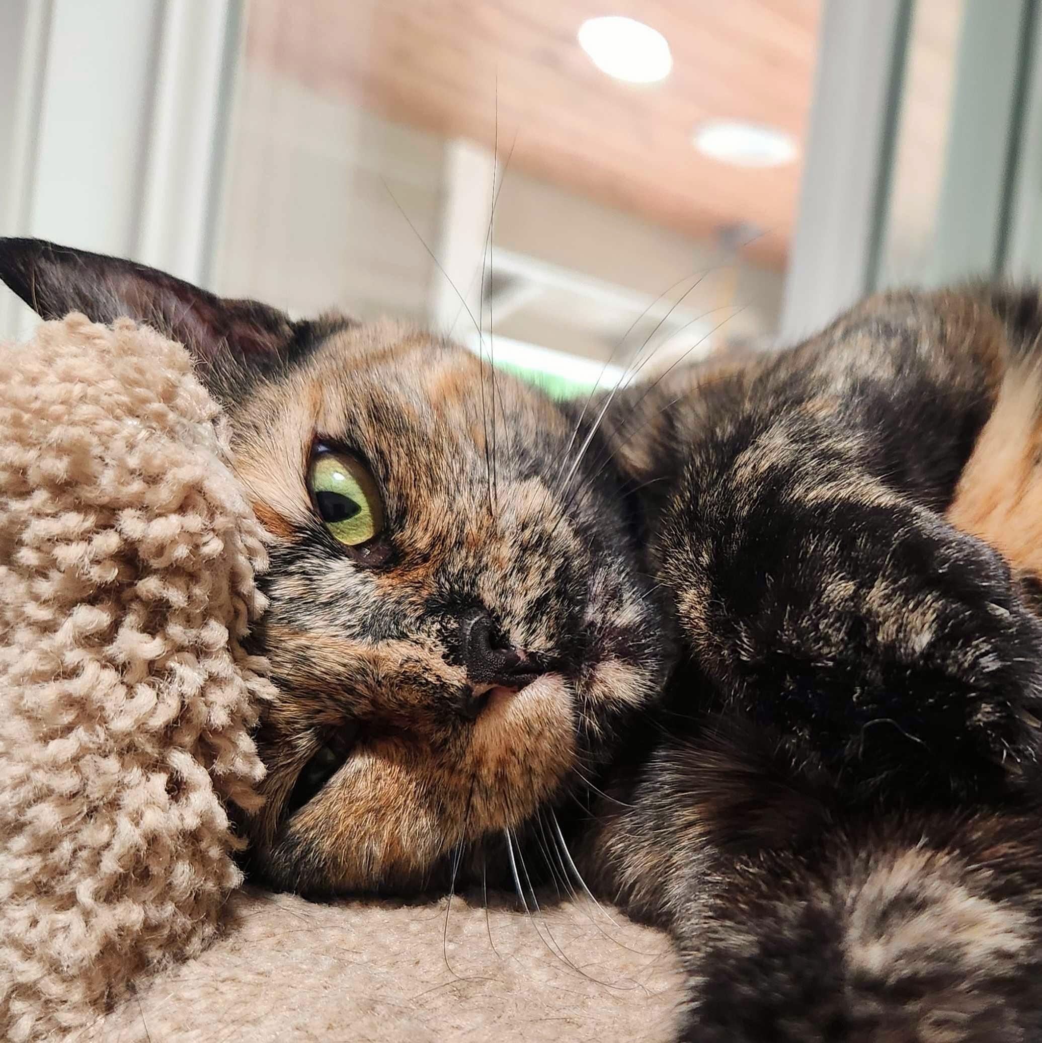 Enlarge Amber, a Adoptable Domestic Short Hair in Wilsonville, OR image 1/6