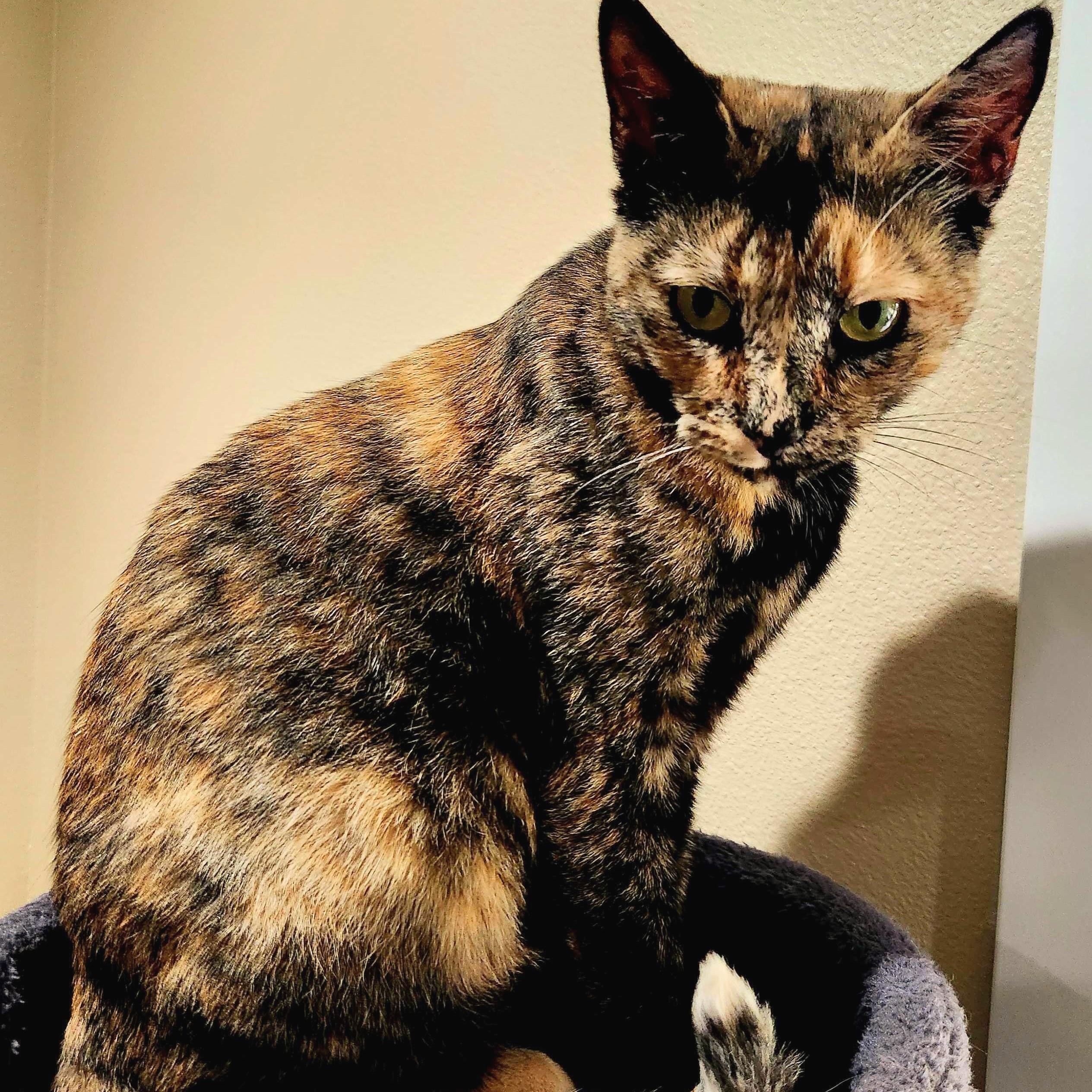 Enlarge Amber, a Adoptable Domestic Short Hair in Wilsonville, OR image 2/6