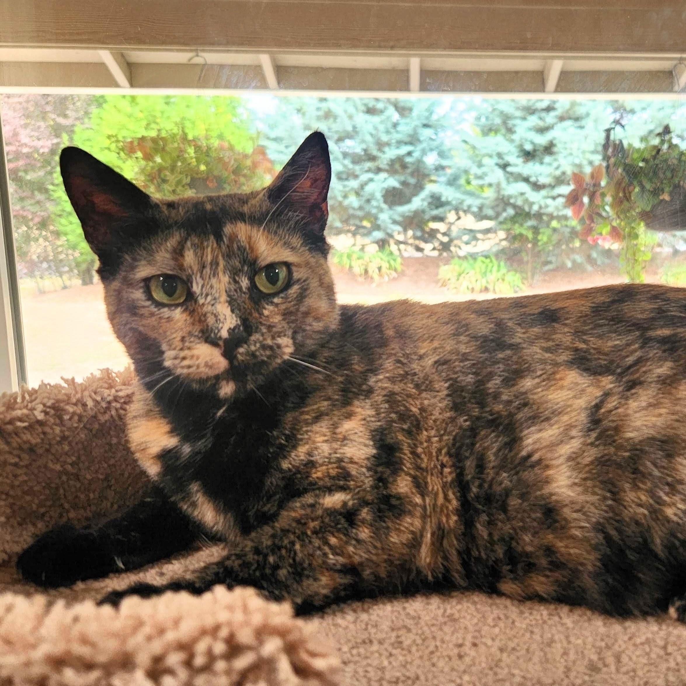 Enlarge Amber, a Adoptable Domestic Short Hair in Wilsonville, OR image 3/6
