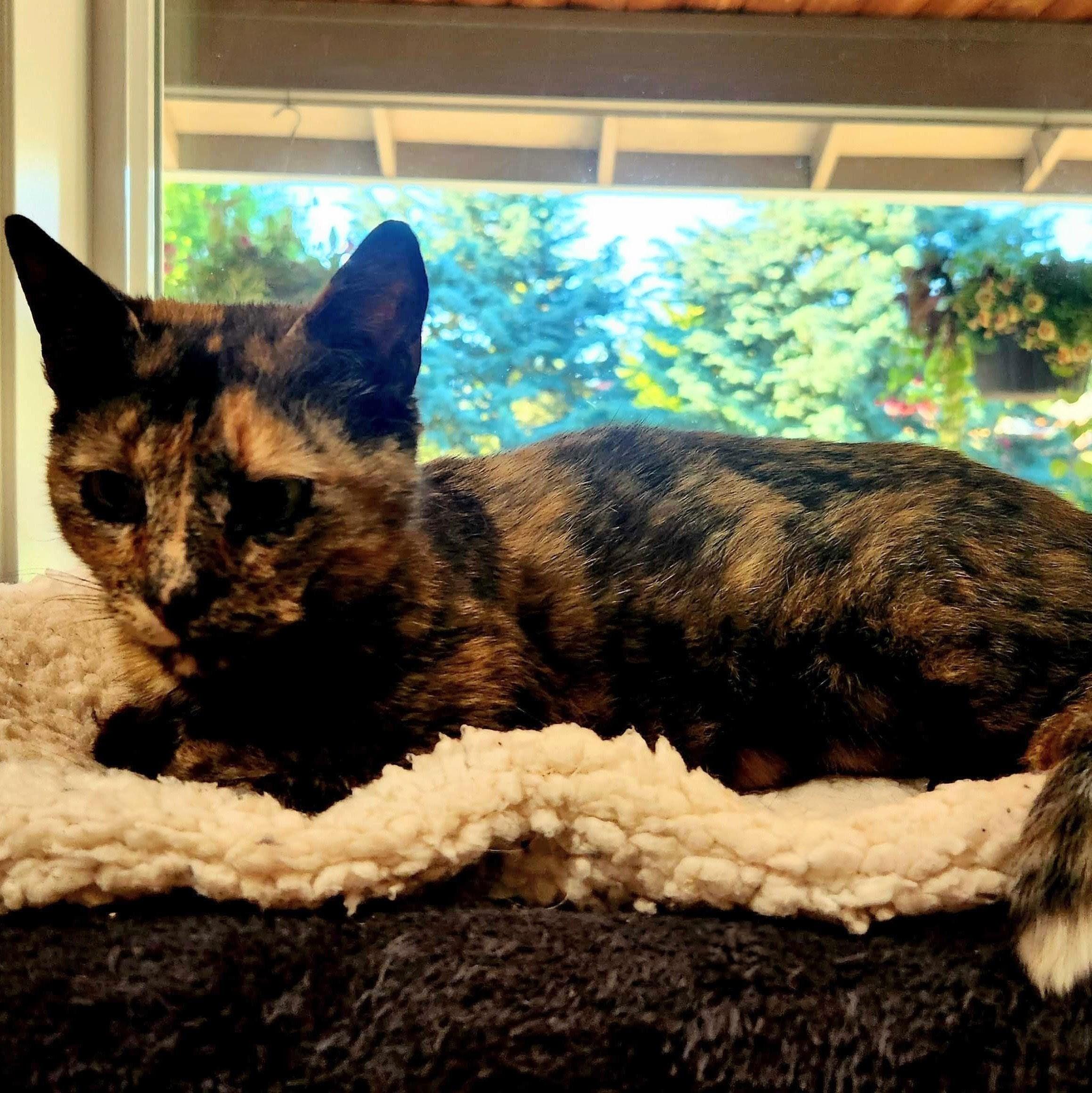 Amber, a Adoptable Domestic Short Hair in Wilsonville, OR image 3/6