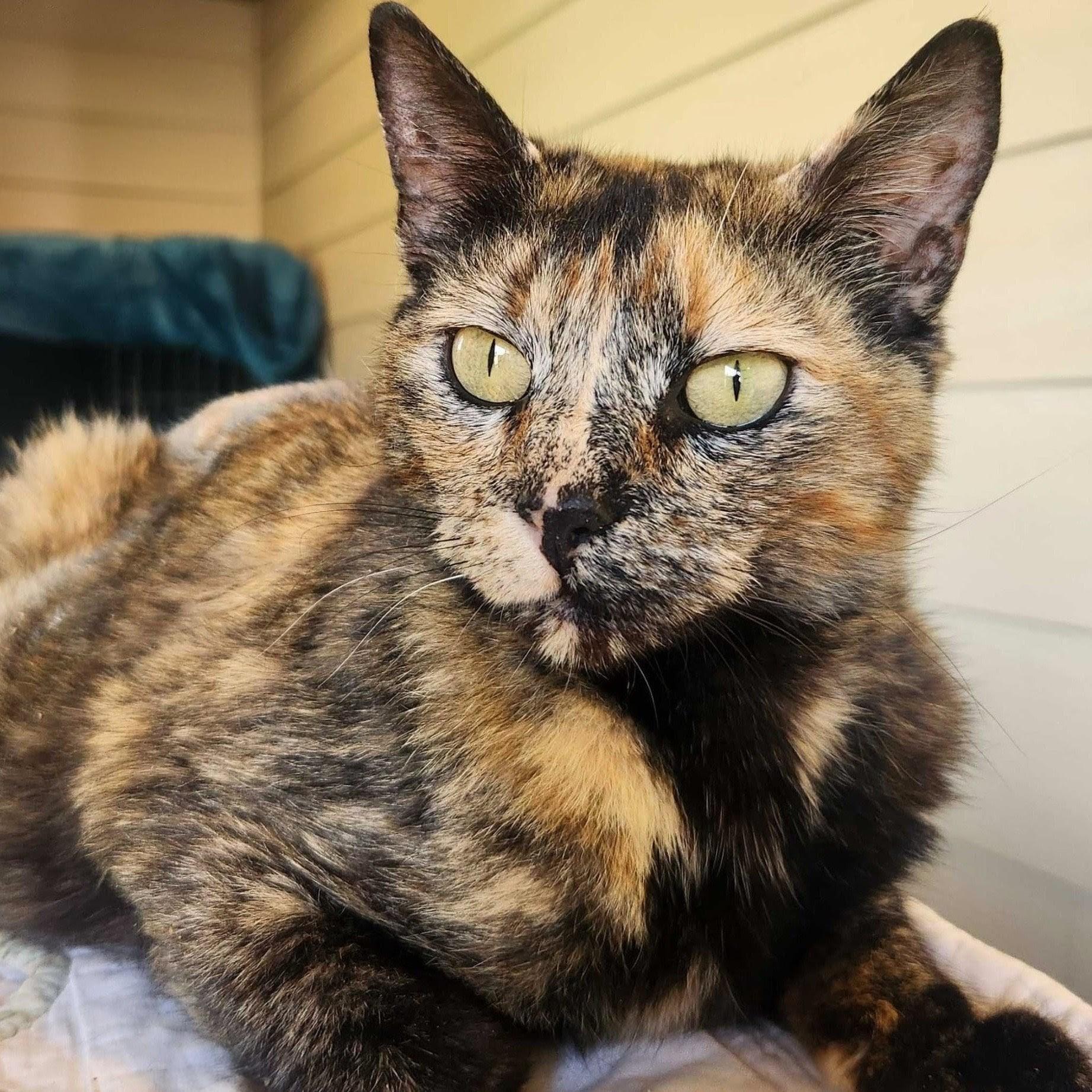 Amber, a Adoptable Domestic Short Hair in Wilsonville, OR image 4/6