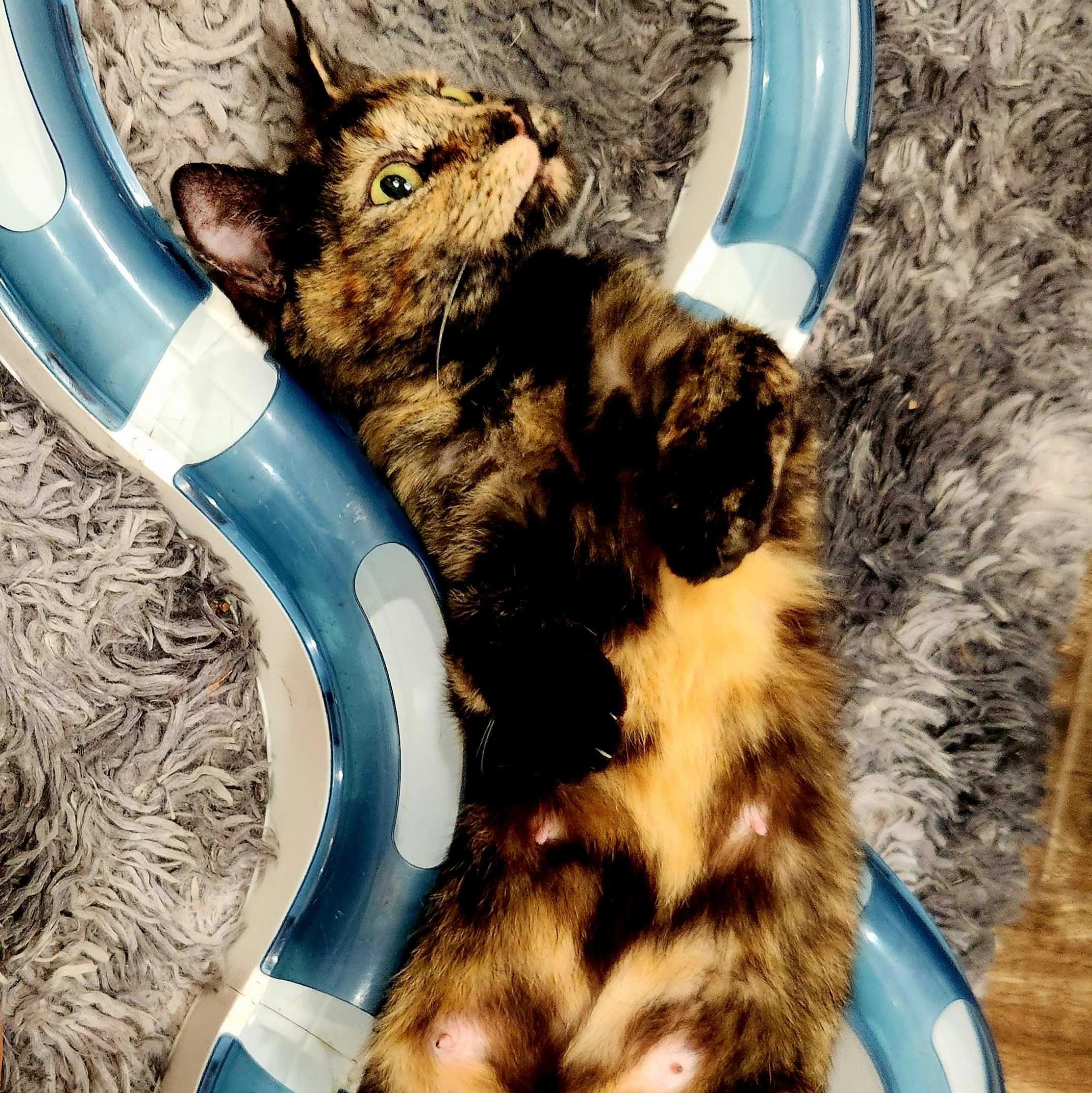 Amber, a Adoptable Domestic Short Hair in Wilsonville, OR image 5/6