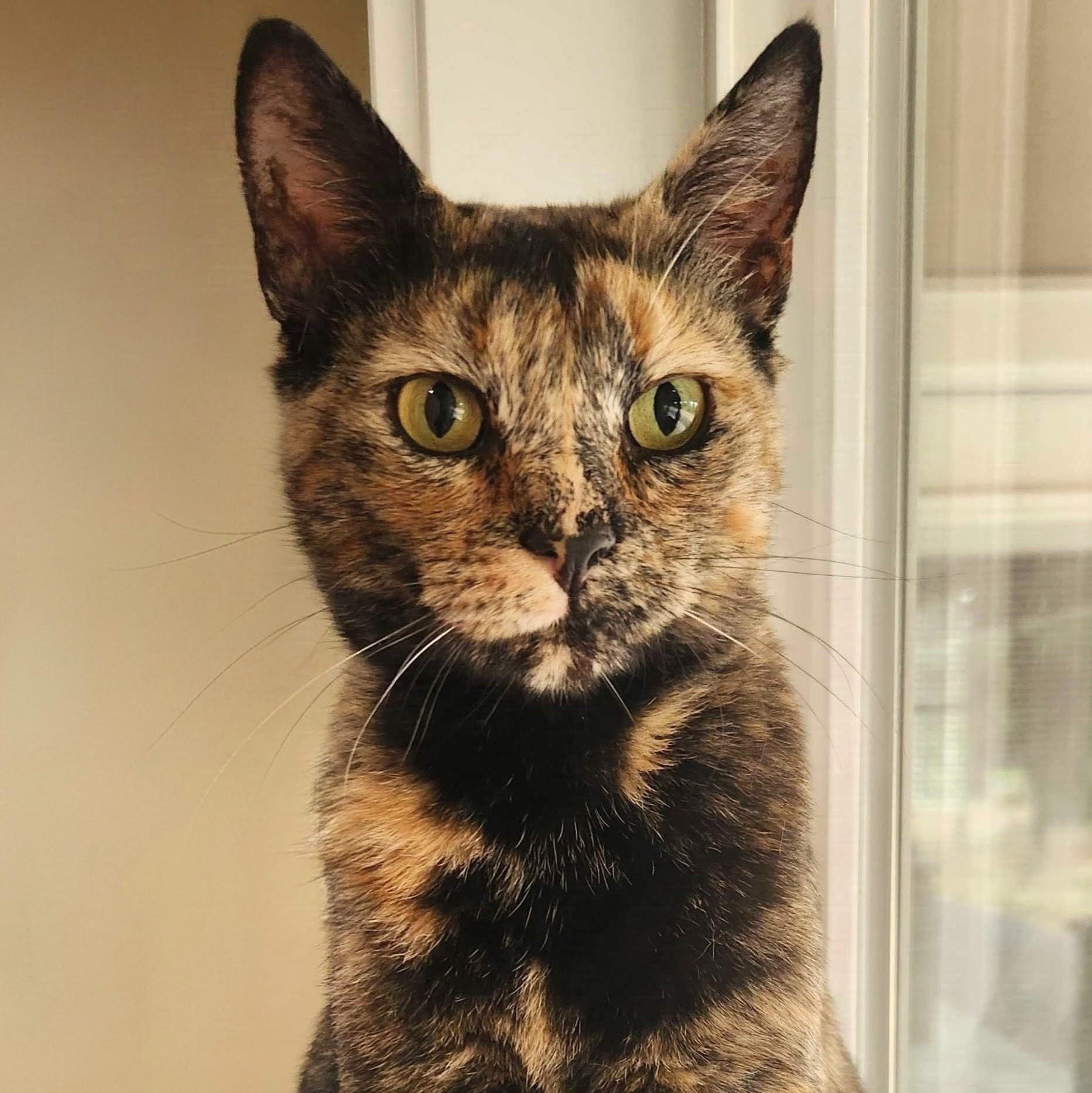 Enlarge Amber, a Adoptable Domestic Short Hair in Wilsonville, OR image 5/6