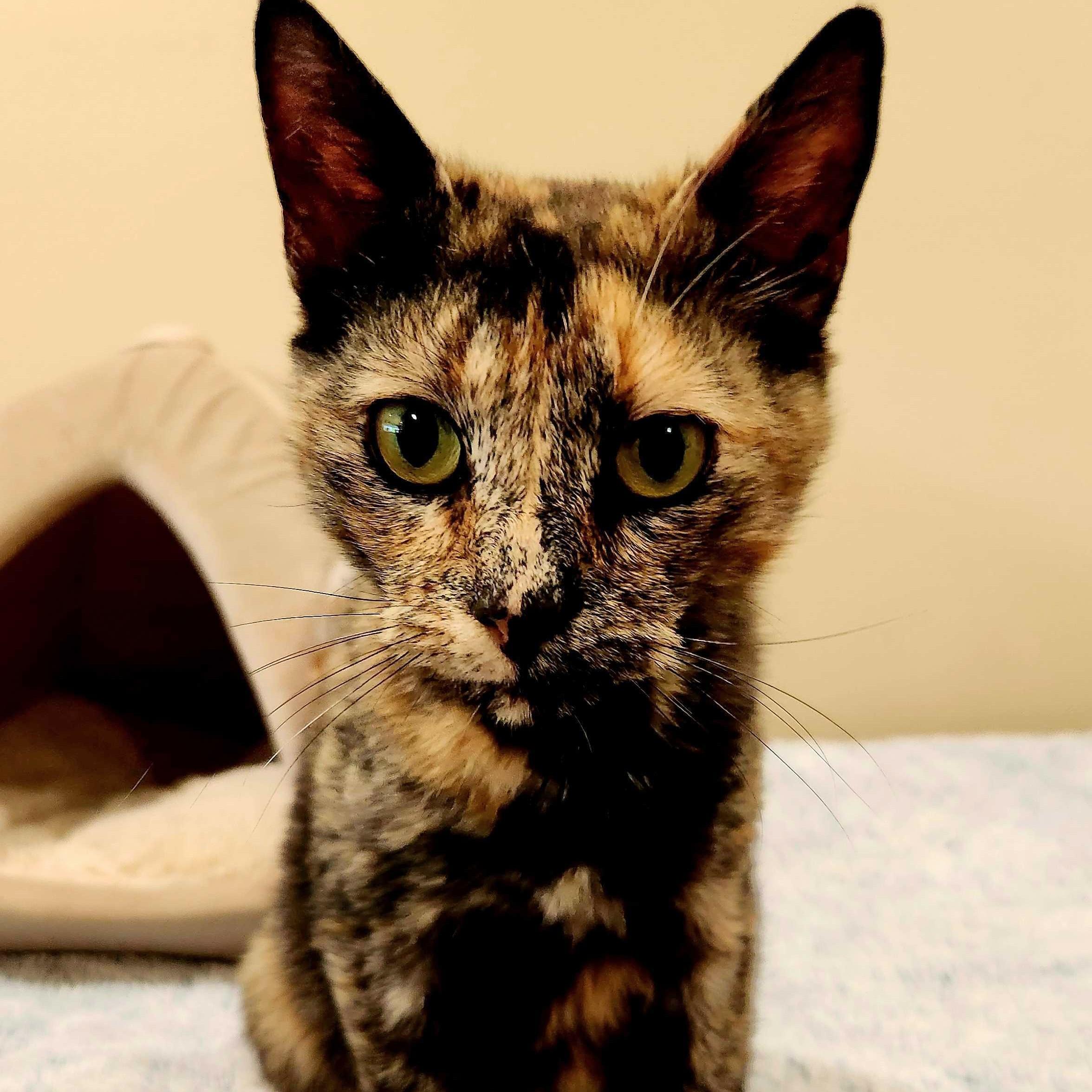 Amber, a Adoptable Domestic Short Hair in Wilsonville, OR image 6/6