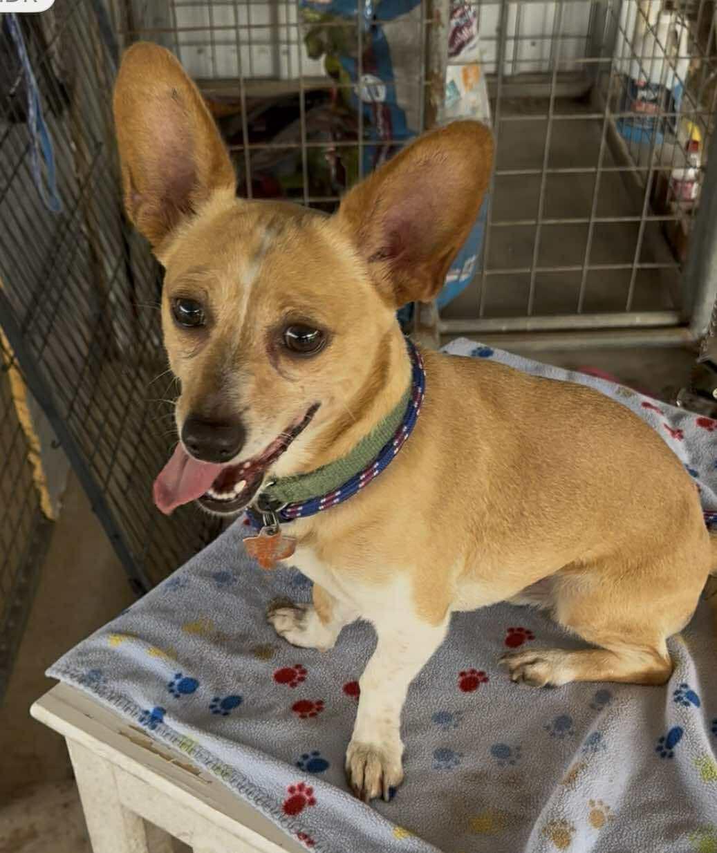 BoBo, Adult Male Corgi