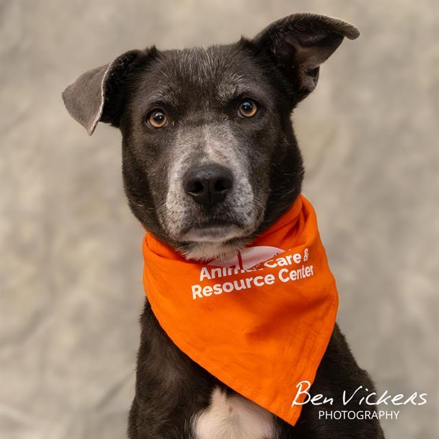 Enlarge REMMY, a Adoptable mixed breed in Albuquerque, NM image 1/1