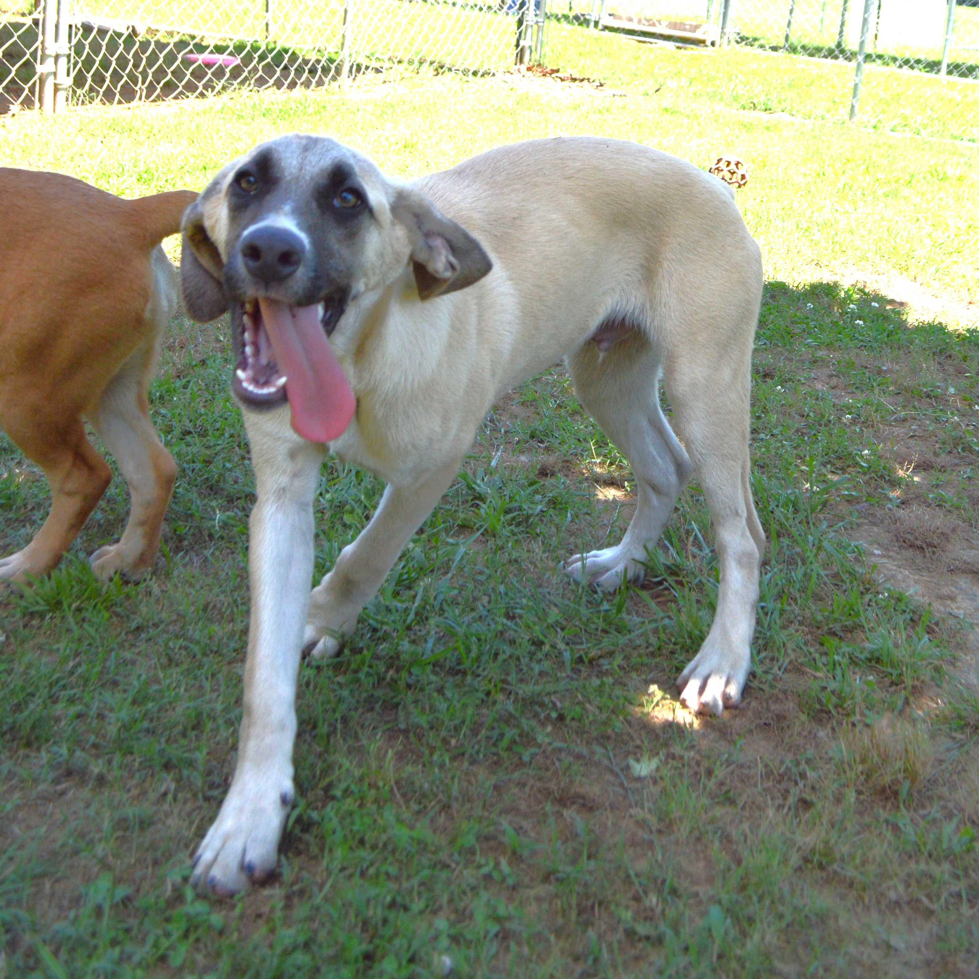 Enlarge Mikko, a Adoptable mixed breed in Athens, AL image 5/6
