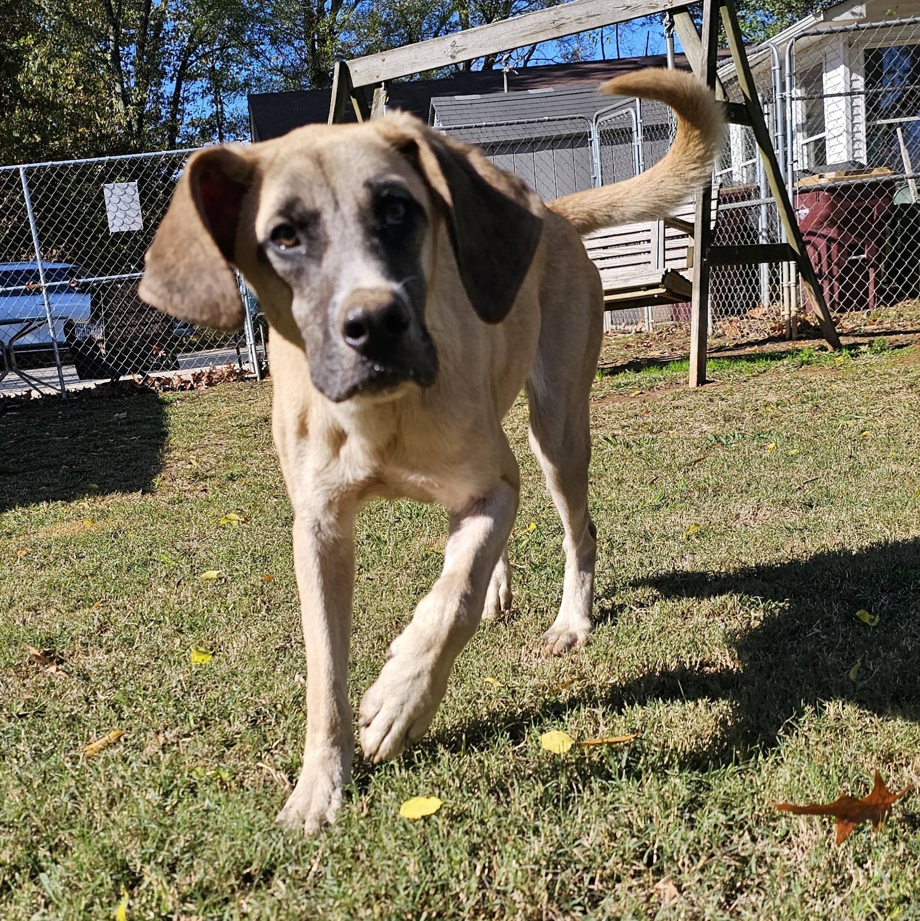 Enlarge Mikko, a Adoptable mixed breed in Athens, AL image 3/6